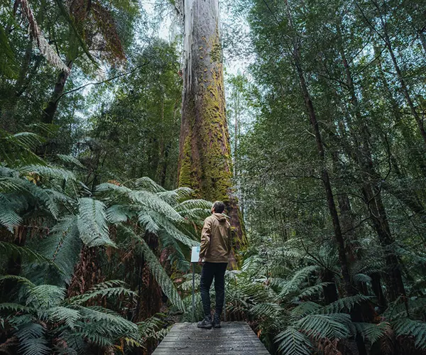 Travelling mindfully: Tasmania's nature