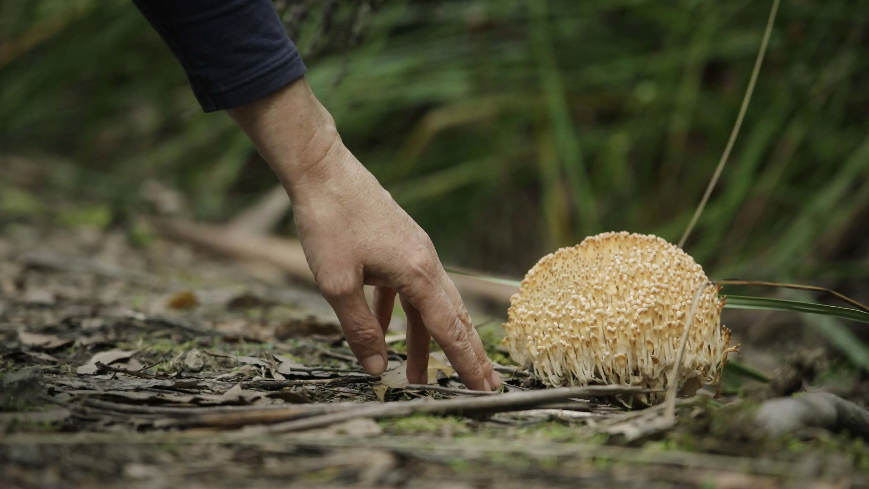 A hand reaches down to the ground where tiny thin orange mushrooms are growing in a cluster.