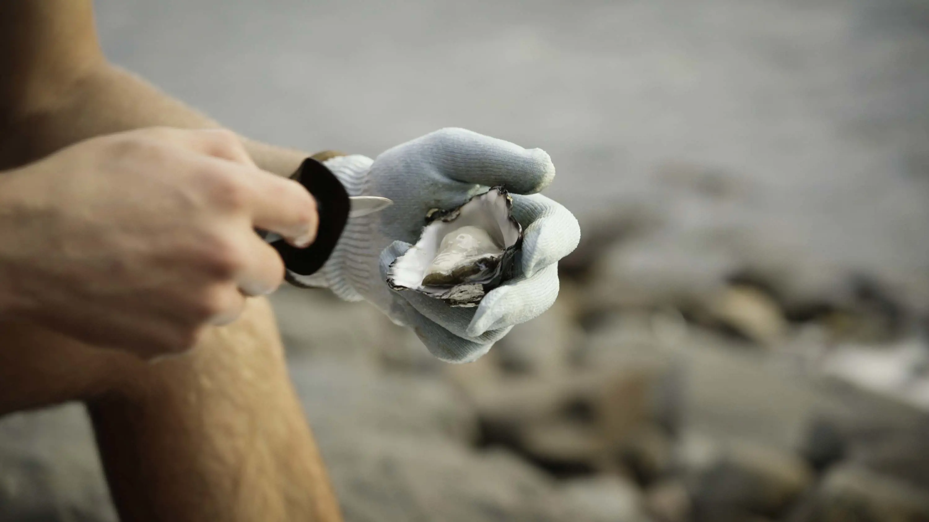 A person holds an open oyster in one gloved hand, while the other holds a sharp blade.