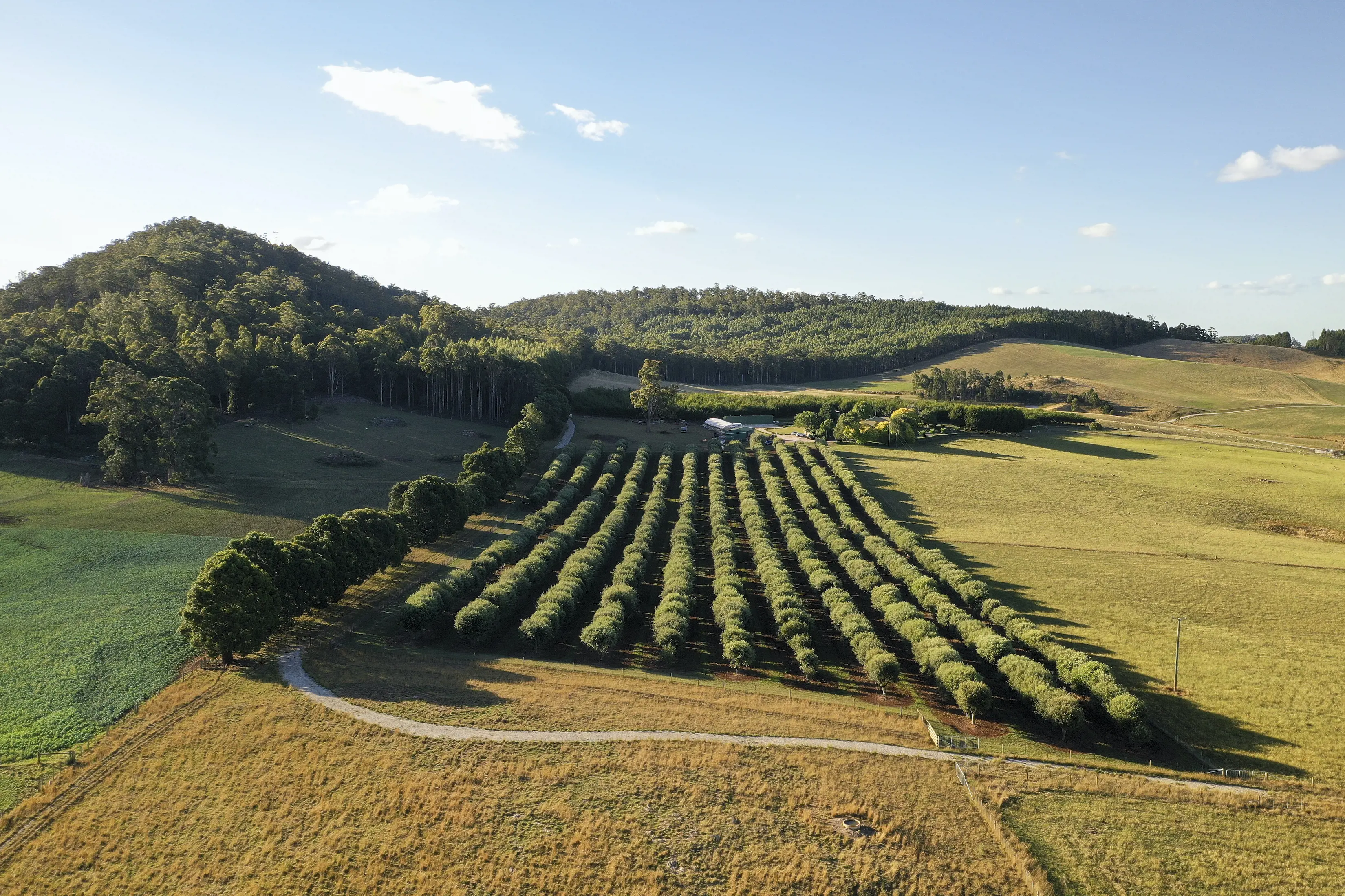 The Truffle Farm Aerial View