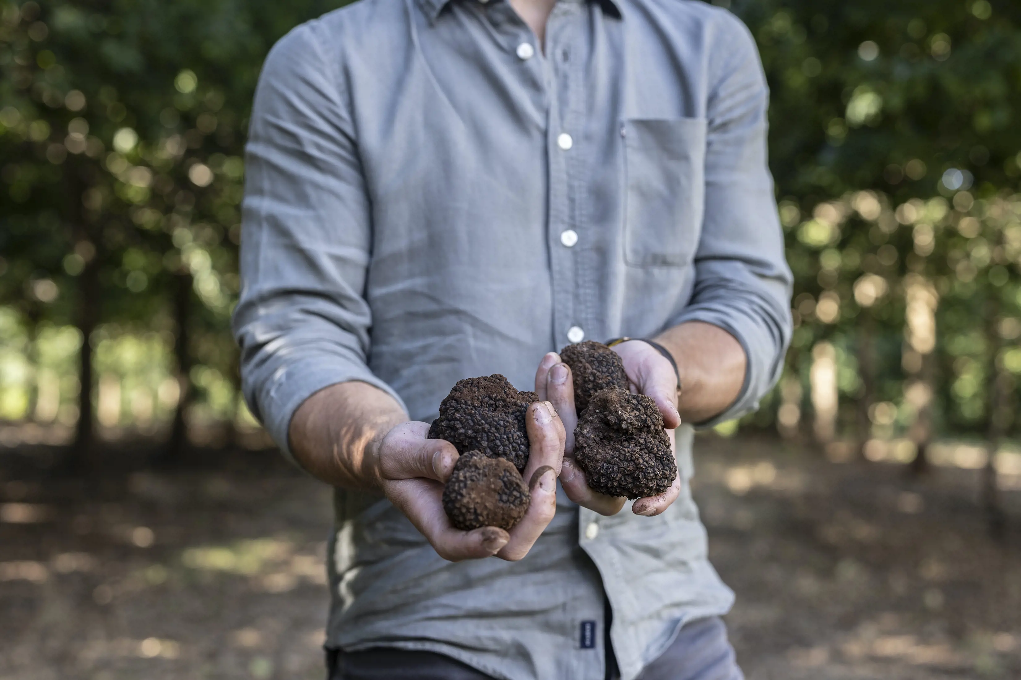 Harvest at The Truffle Farm