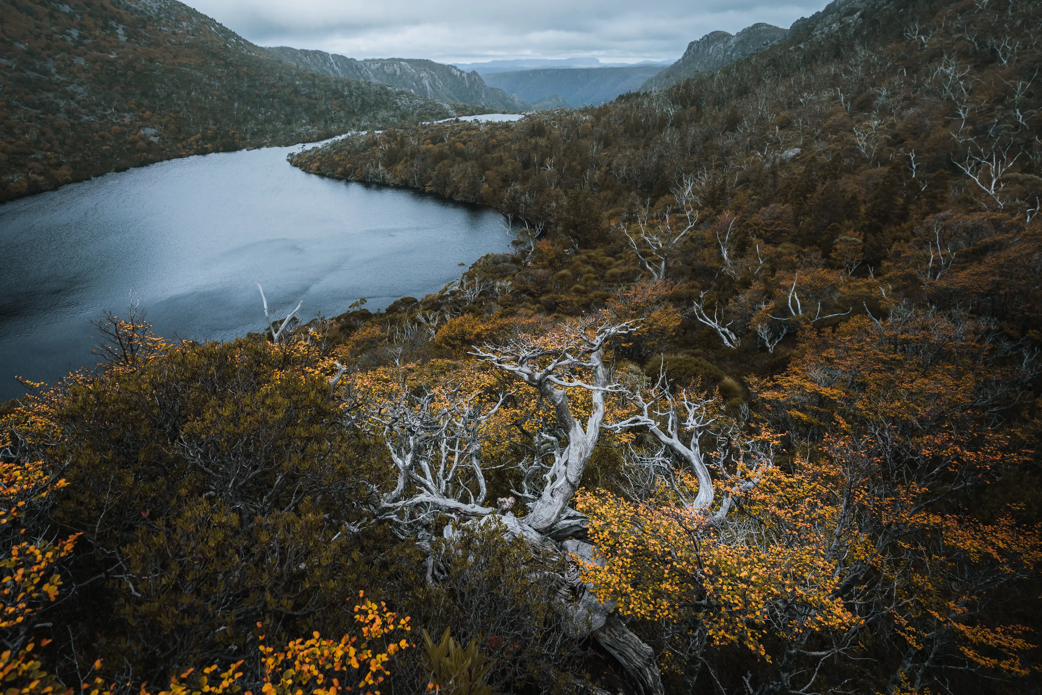 Woman walking through the Fagus at Cradle Mountain, Lake St Clair National Park