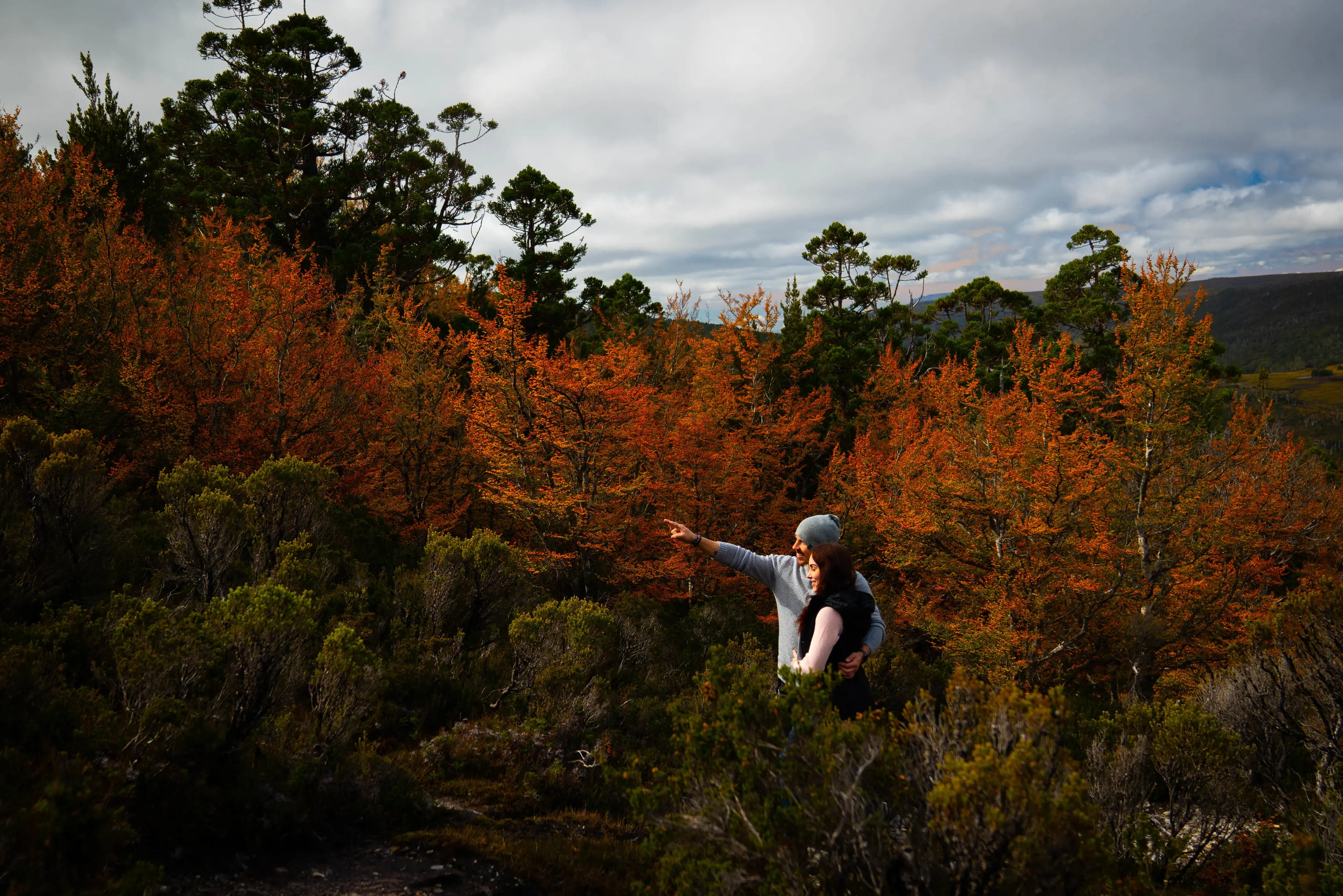 Fagus at Cradle Mountain