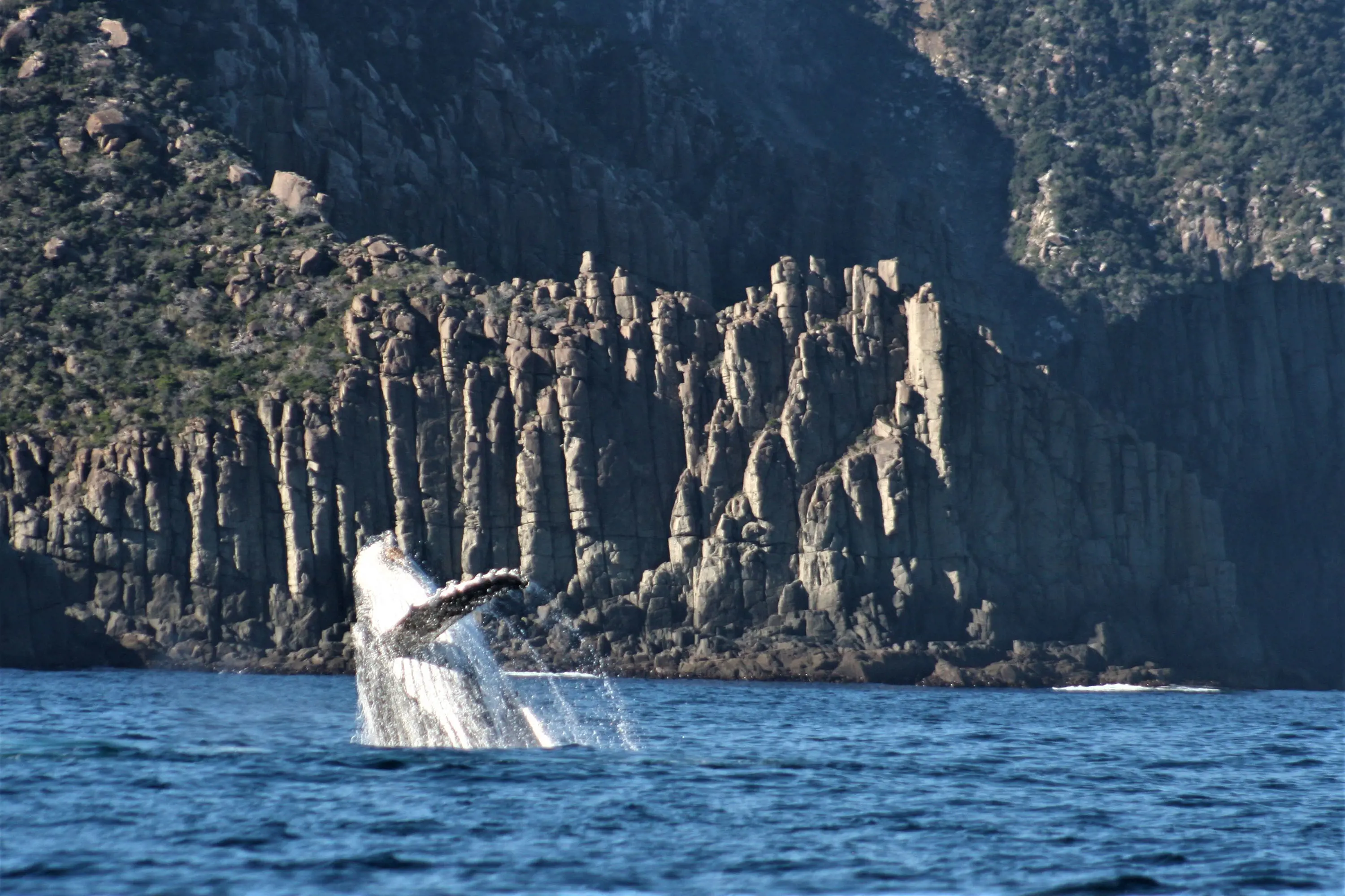 A whale breaching, half out of the water, against the backdrop of sheer cliffs with pillar-like rock formations.