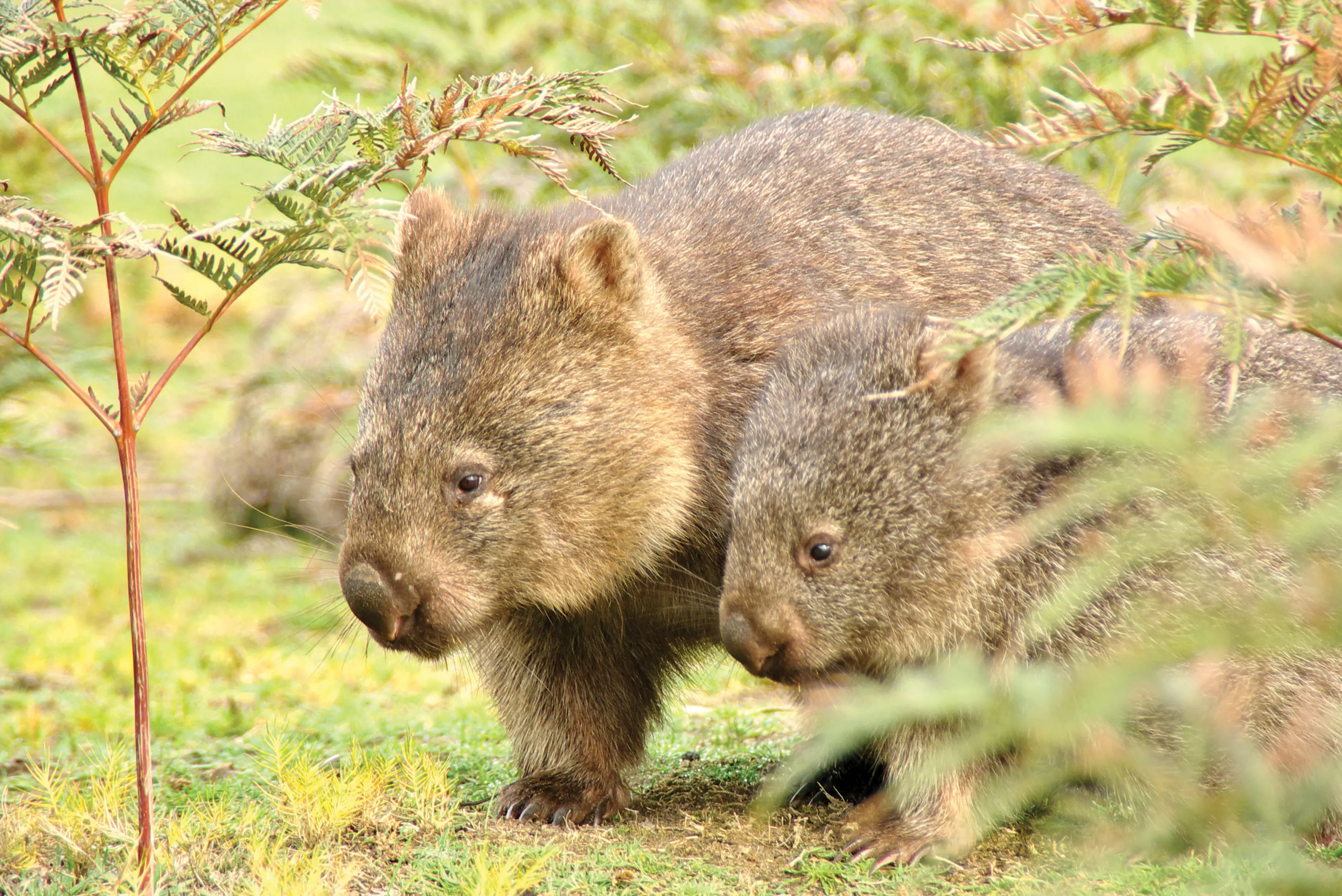 Wombats