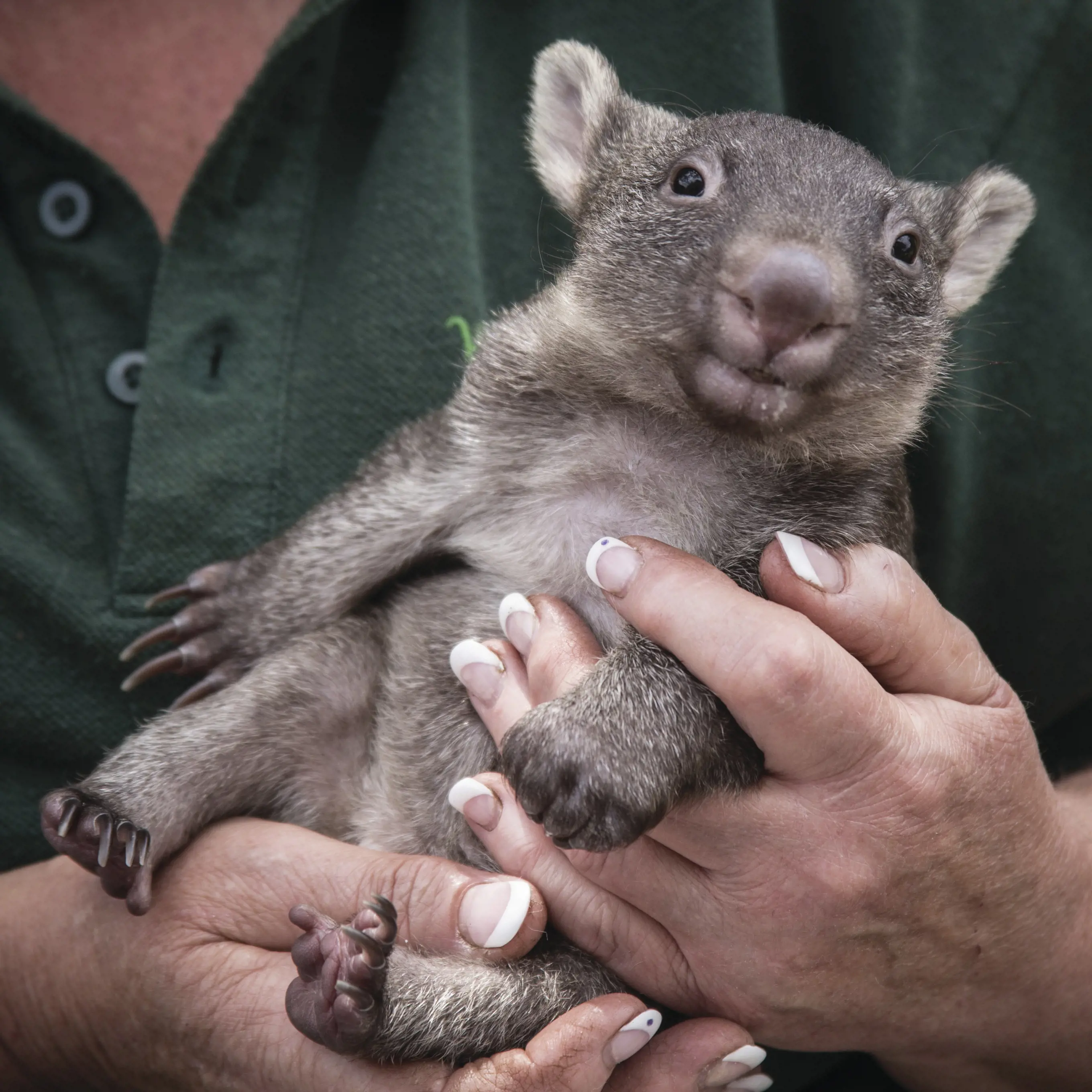 Wombat, Bonorong Wildlife Sanctuary