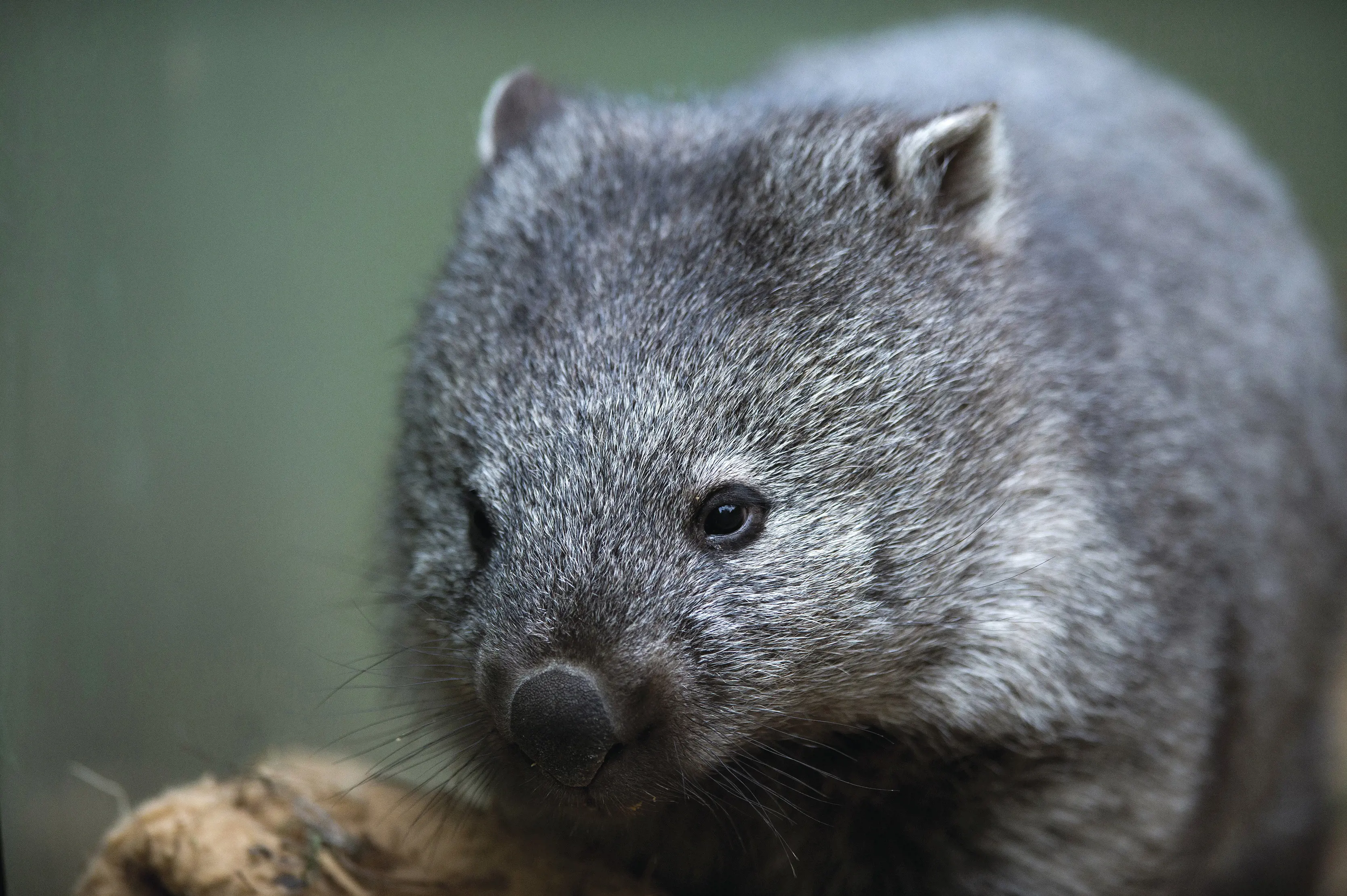 Wombat, Bonorong Wildlife Sanctuary