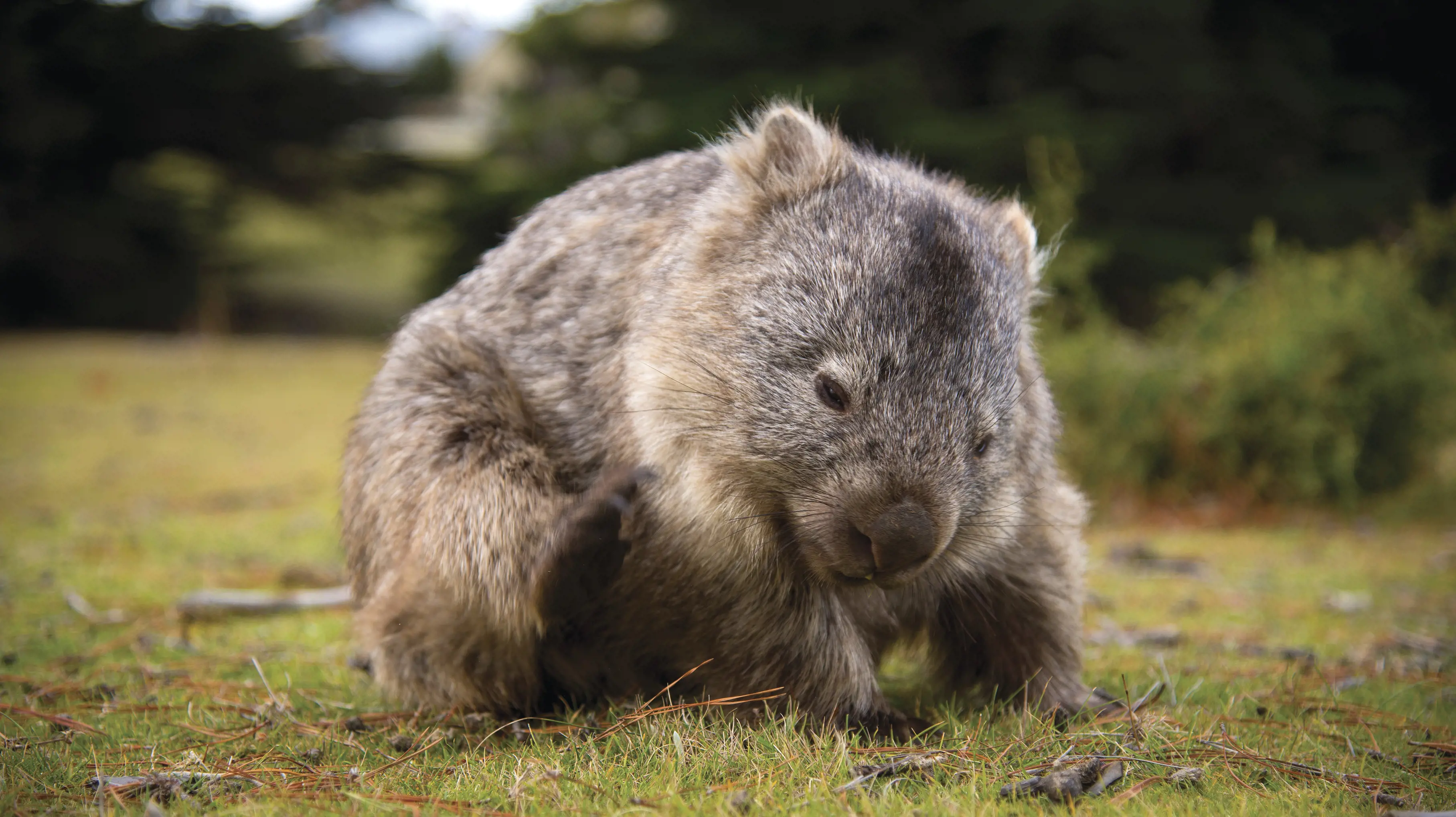 Wombat