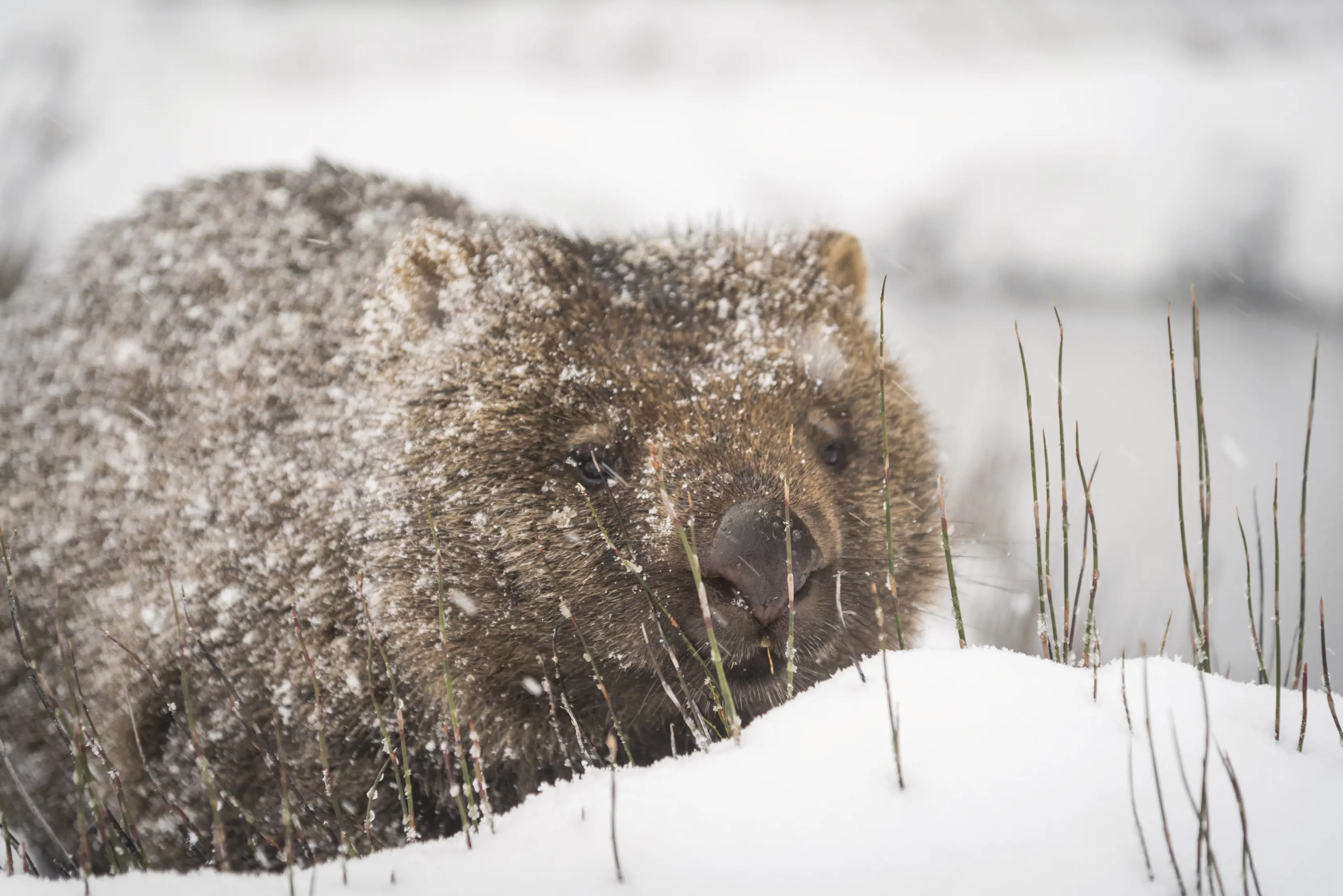 A wombat with a dusting of snow on its coat, and a pile of snow on the ground.