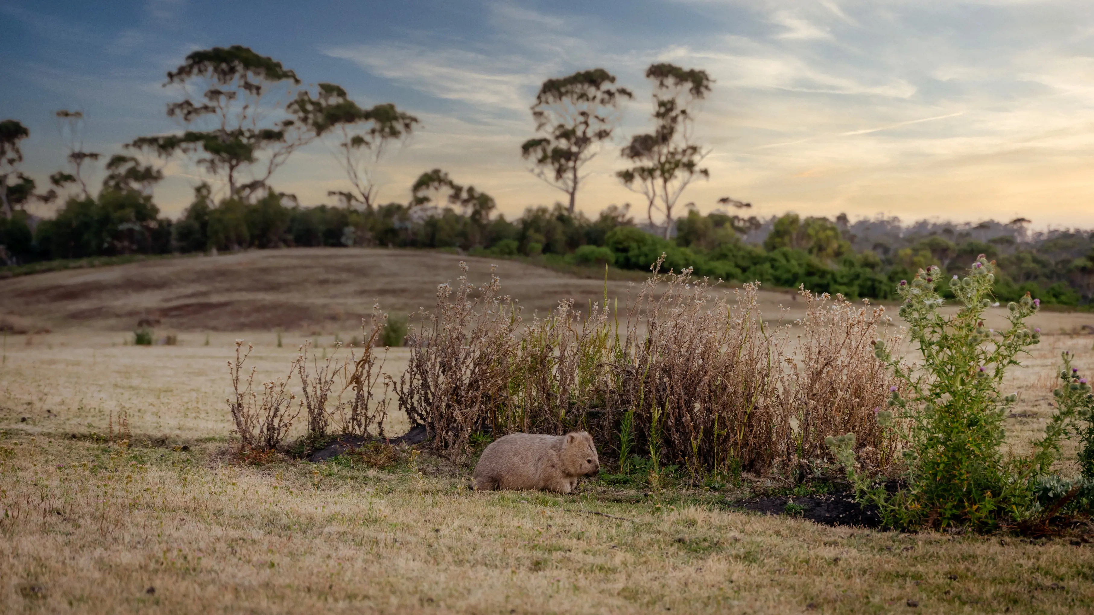 Wombat, Maria Island