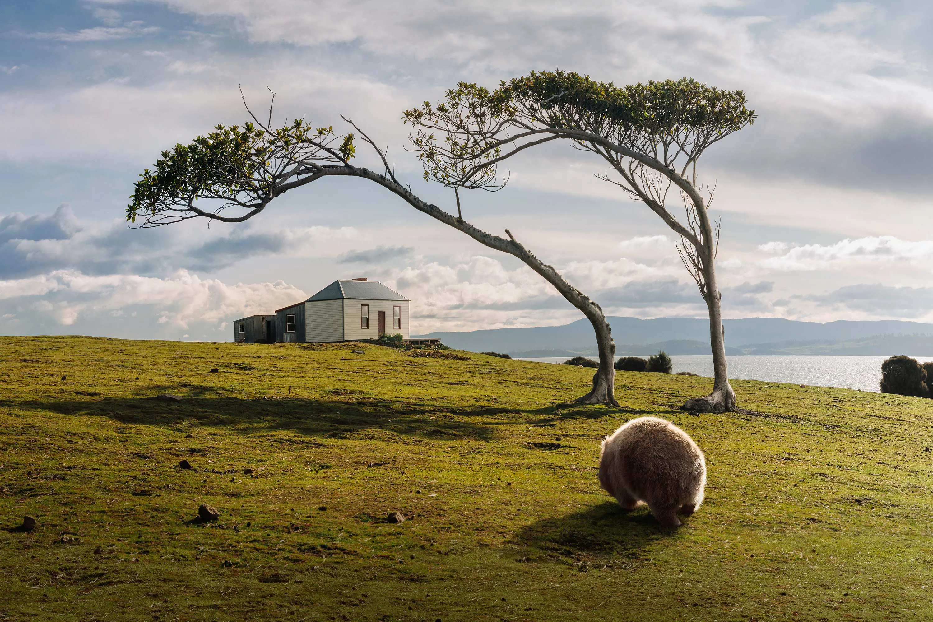 A wombat trundles across a green hill, up to two skinny lone trees and a small cottage looking out over the ocean.