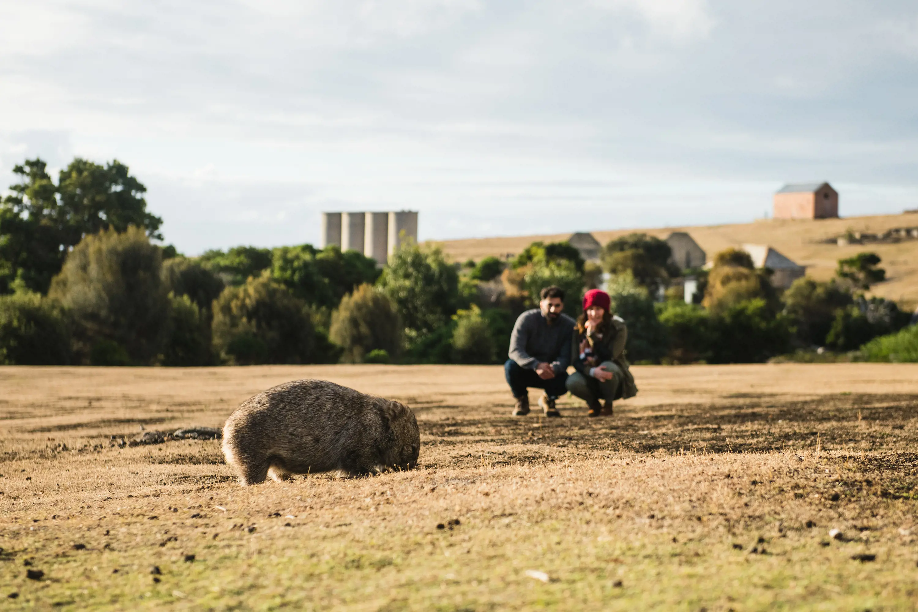 A couple crouch in the distance, looking to the brown wombat grazing on the grass in front of them.