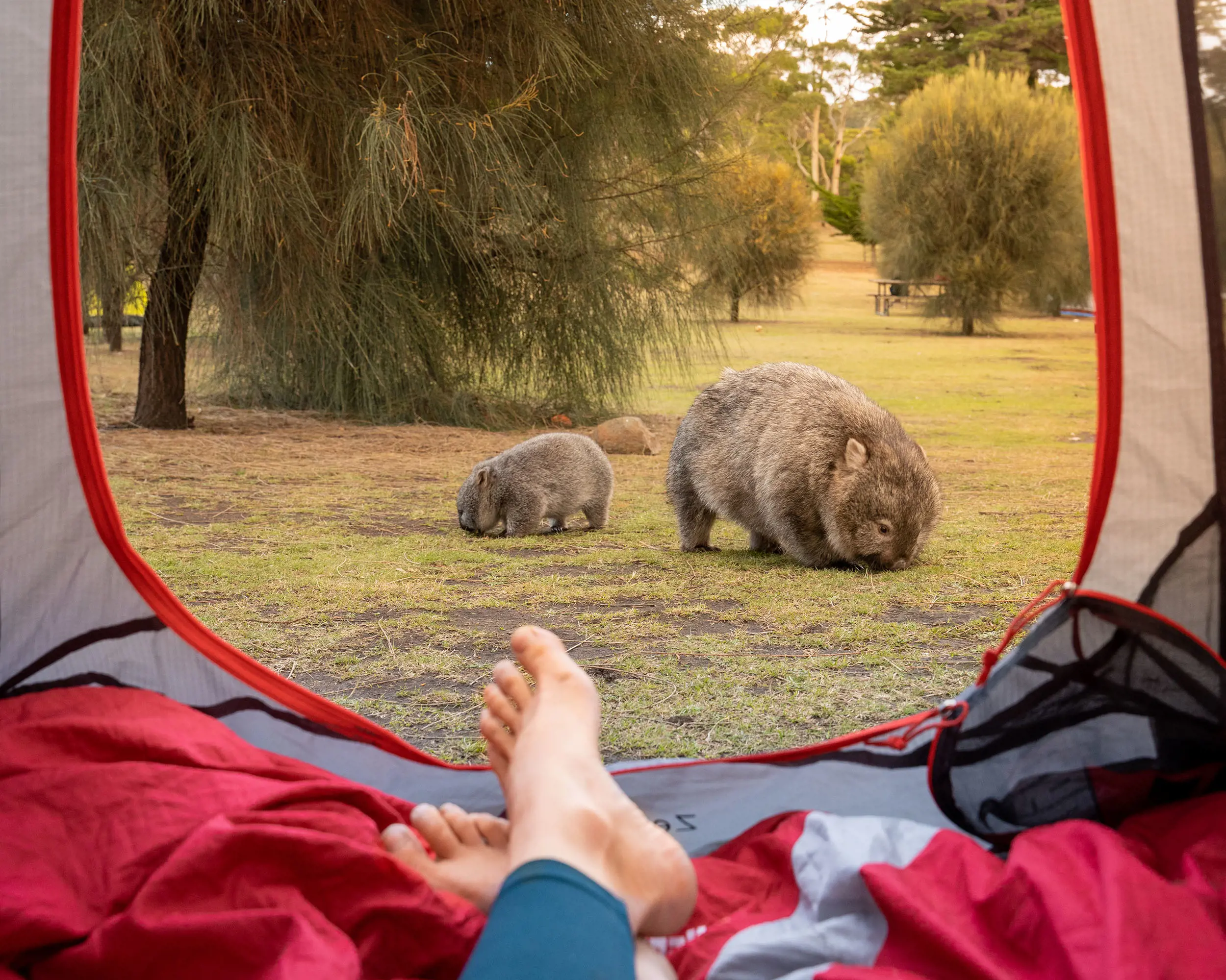 A wombat mother and baby grazing, visible through an open tent flap. A person is reclining inside and their feet are crossed by the door.