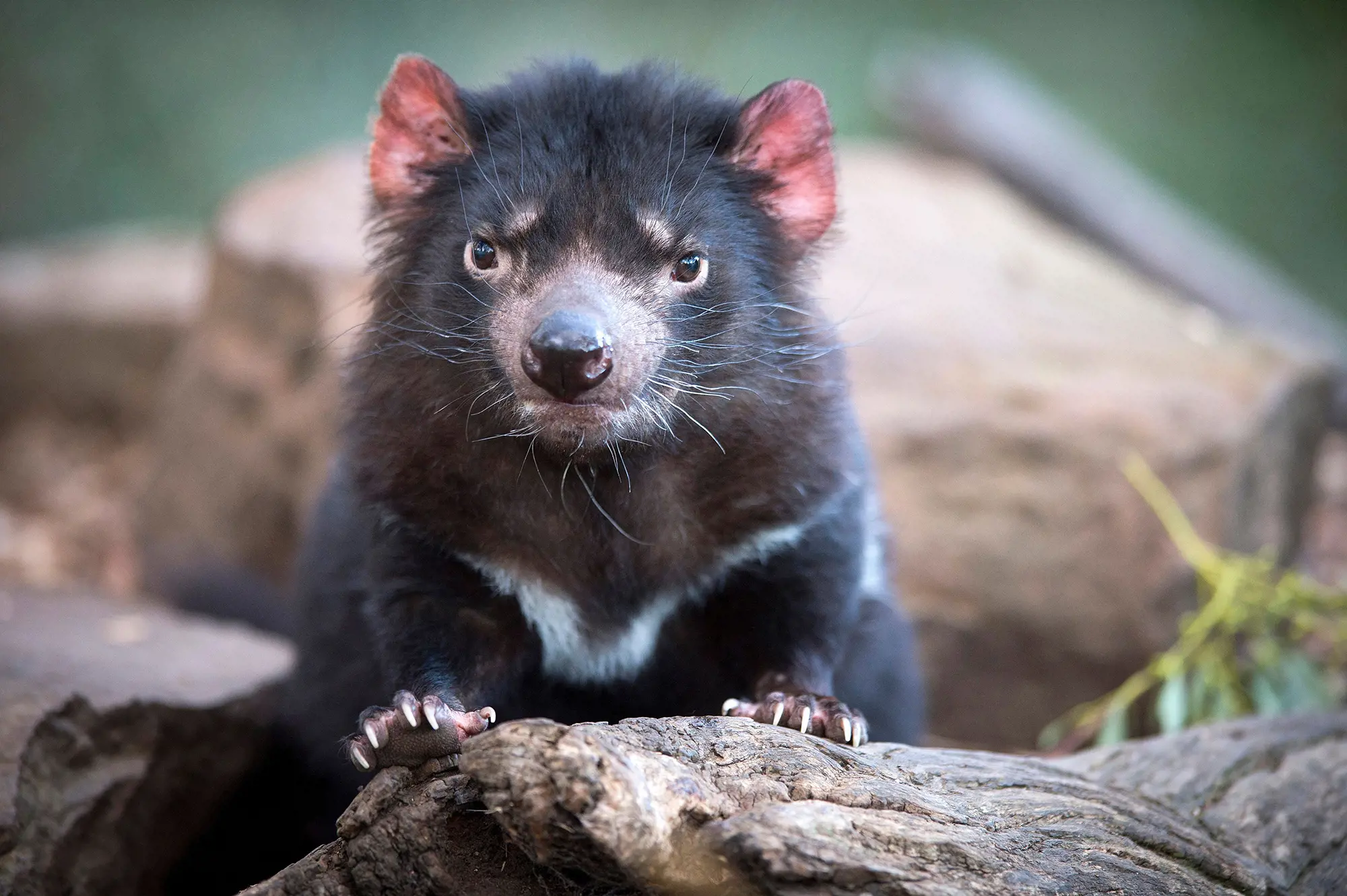 A black tasmanian devil with a white striped chest sits atop a log, its white whiskers, sharp clawed paws and pink ears standing out.