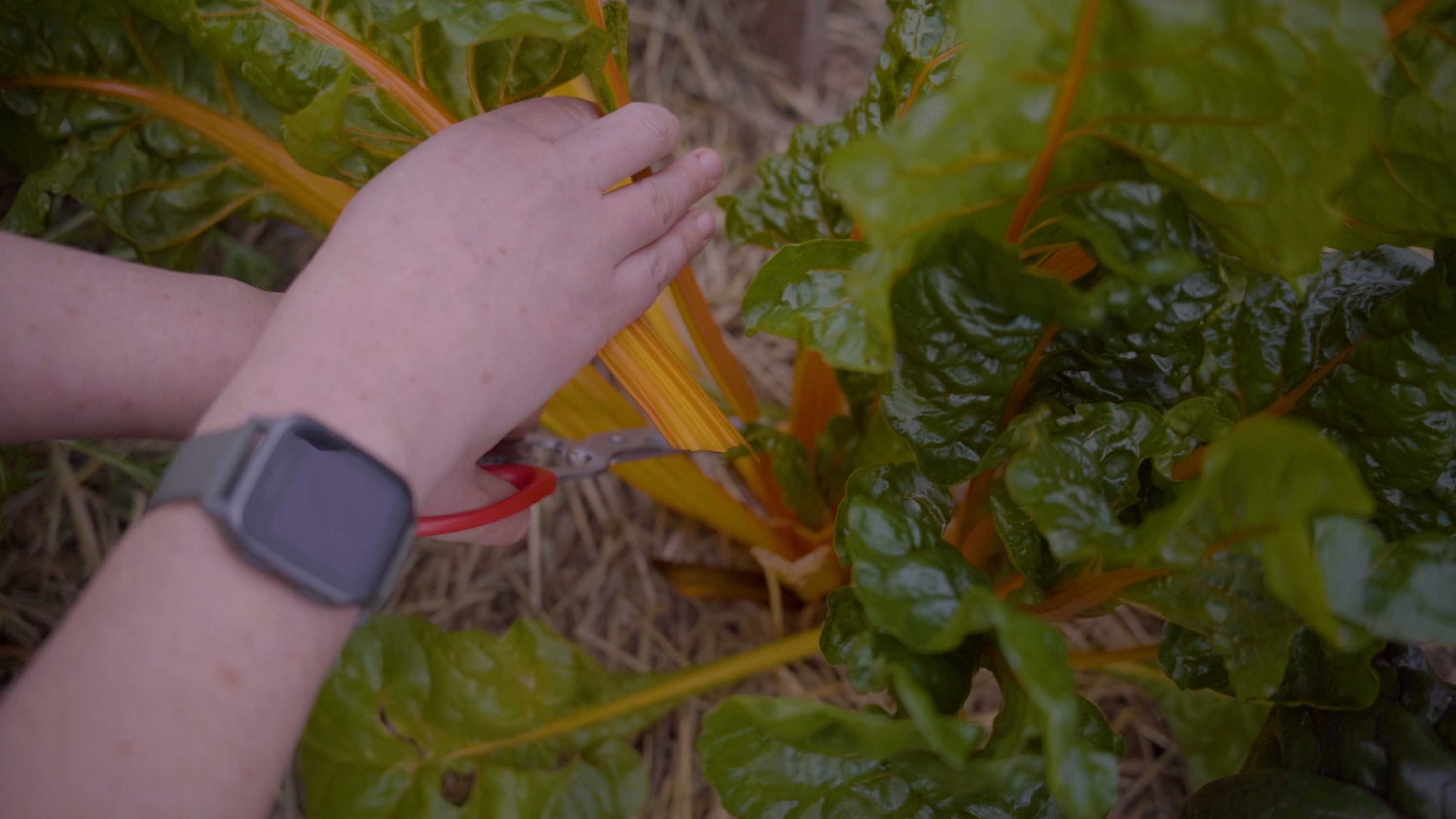 A wound woman picks yellow stemmed silverbeet from a garden bed.