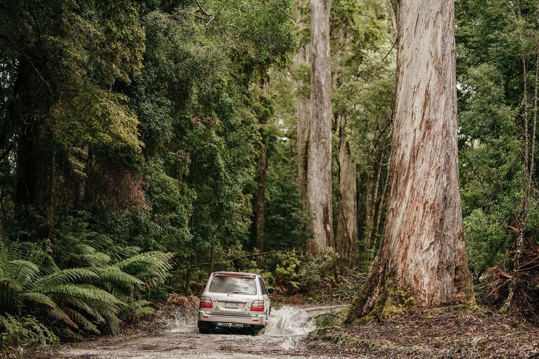 A four-wheel-drive car splashes through deep puddles on a muddy track winding between tall trees in deep bush.