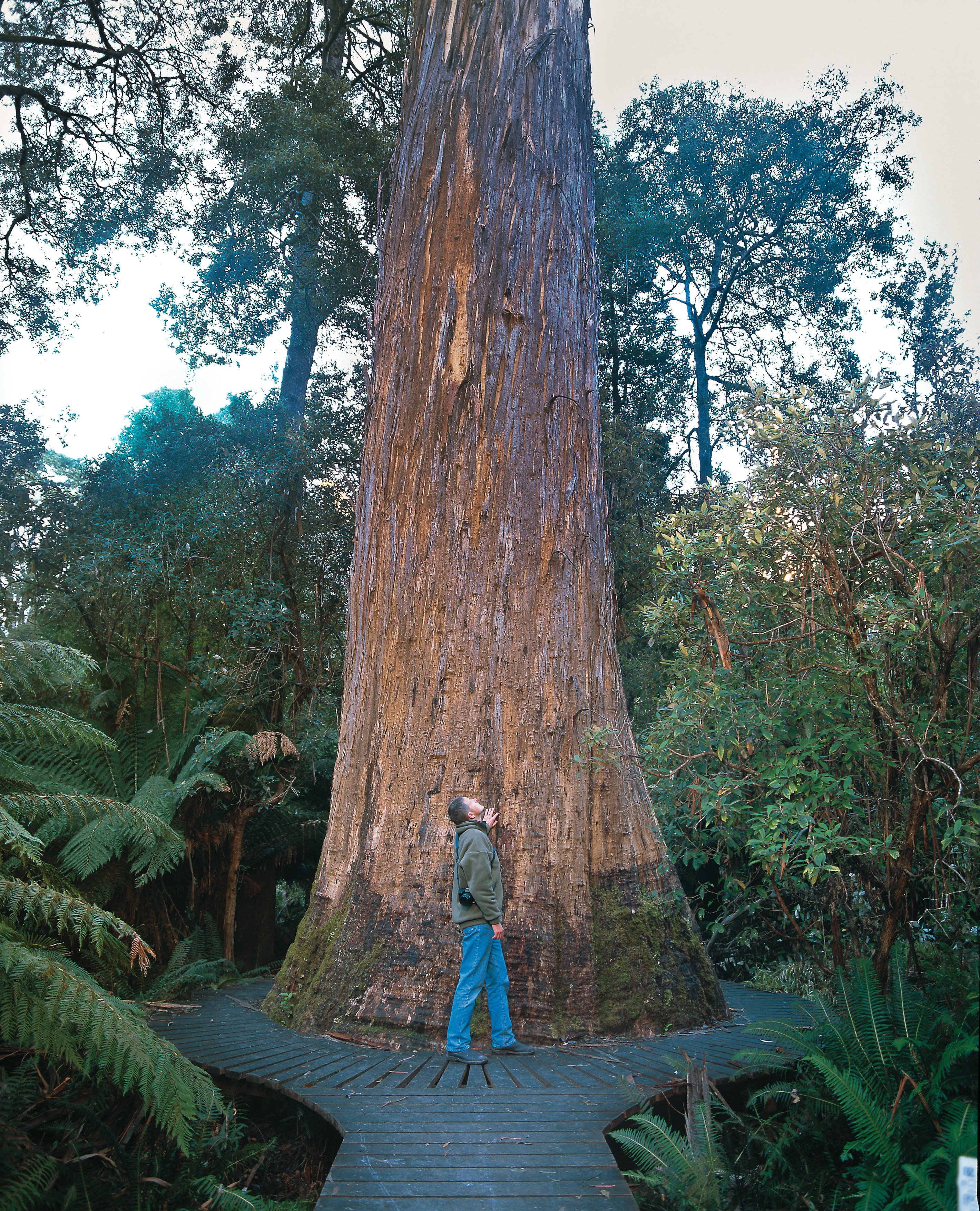 Man standing under large white gums and looking up, Evercreech Forest Reserve.