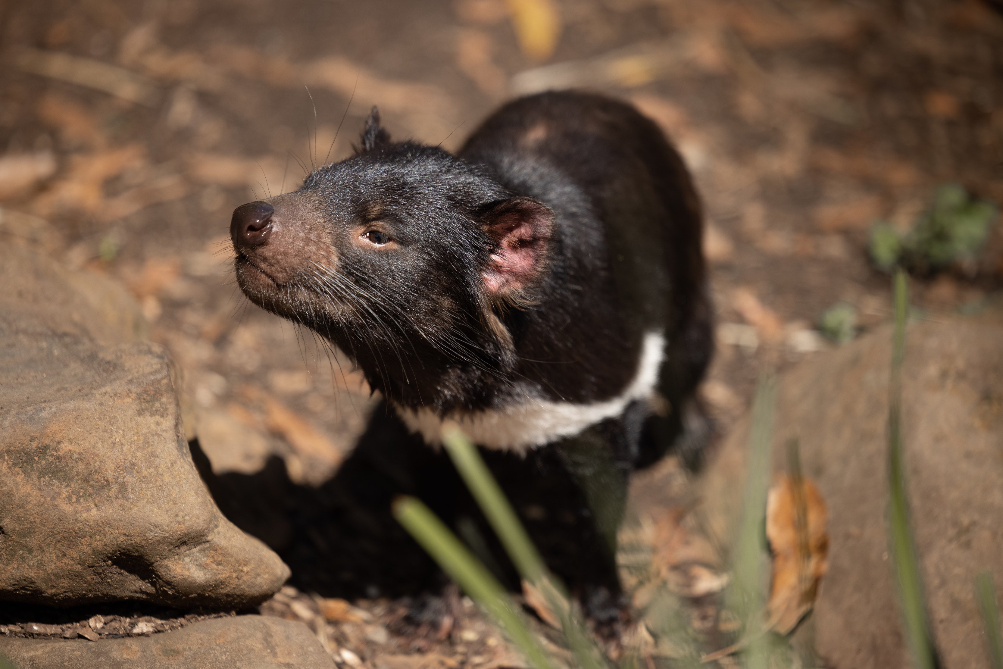 A tasmanian devil, mostly black with a white stripe on its front, and pinkish ears and snout, stands amongst some rocks and leaf litter.