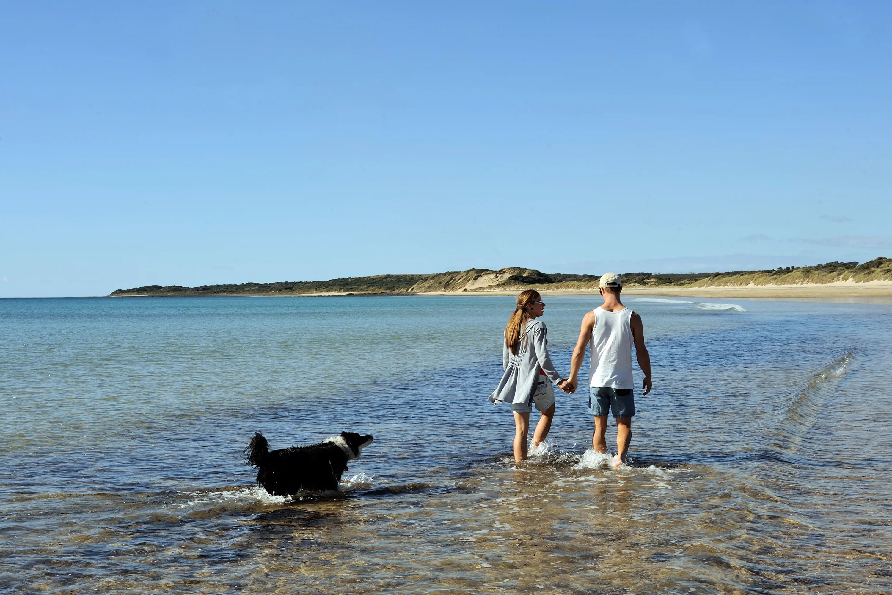 A couple hold hands while they and their border collie dog walk through the shallow waters of a beach.