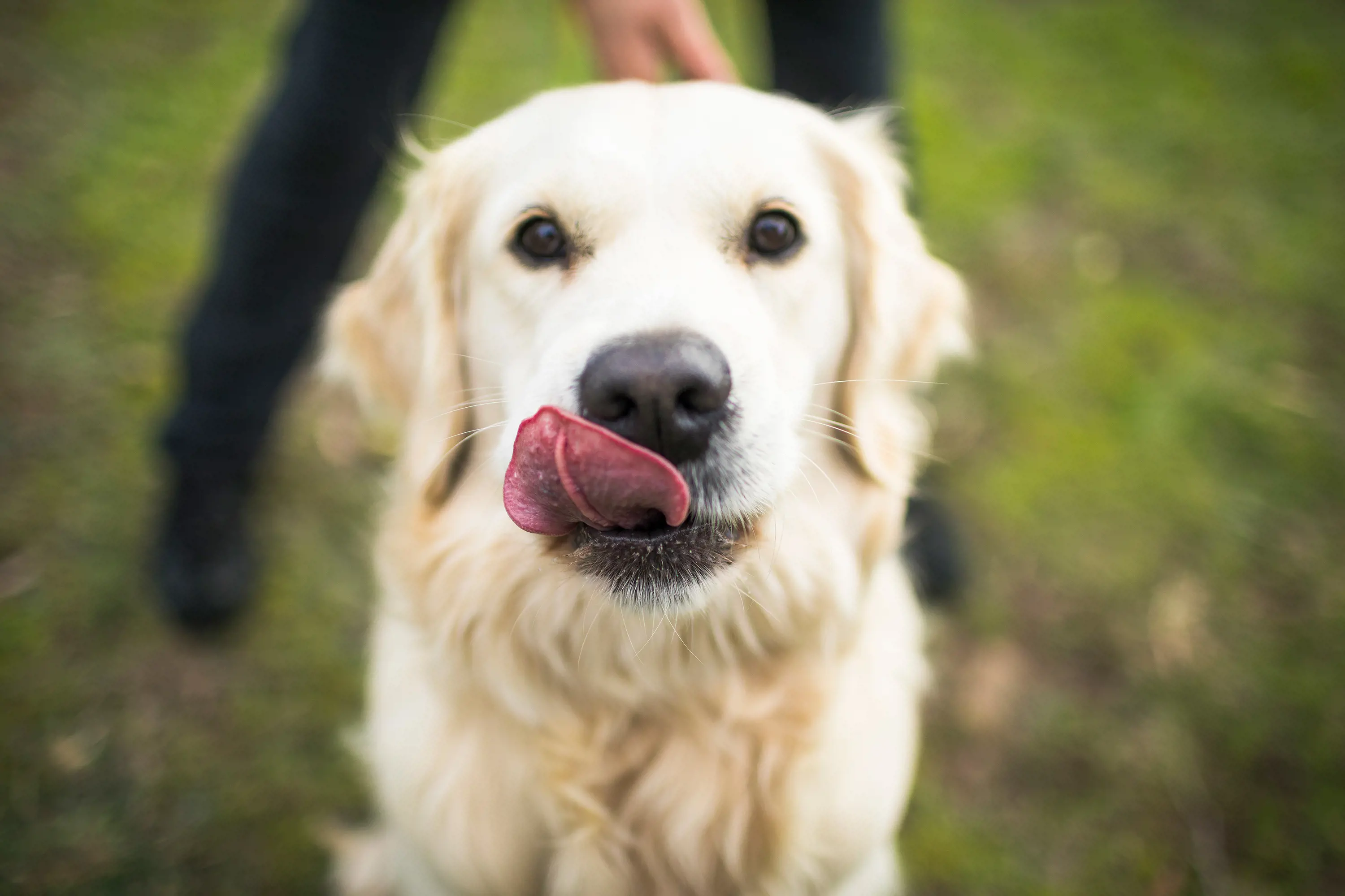 A golden retriever dog leaps up towards the camera, its tongue sticking out mid-lick. A person is in the background reaching for the dog.