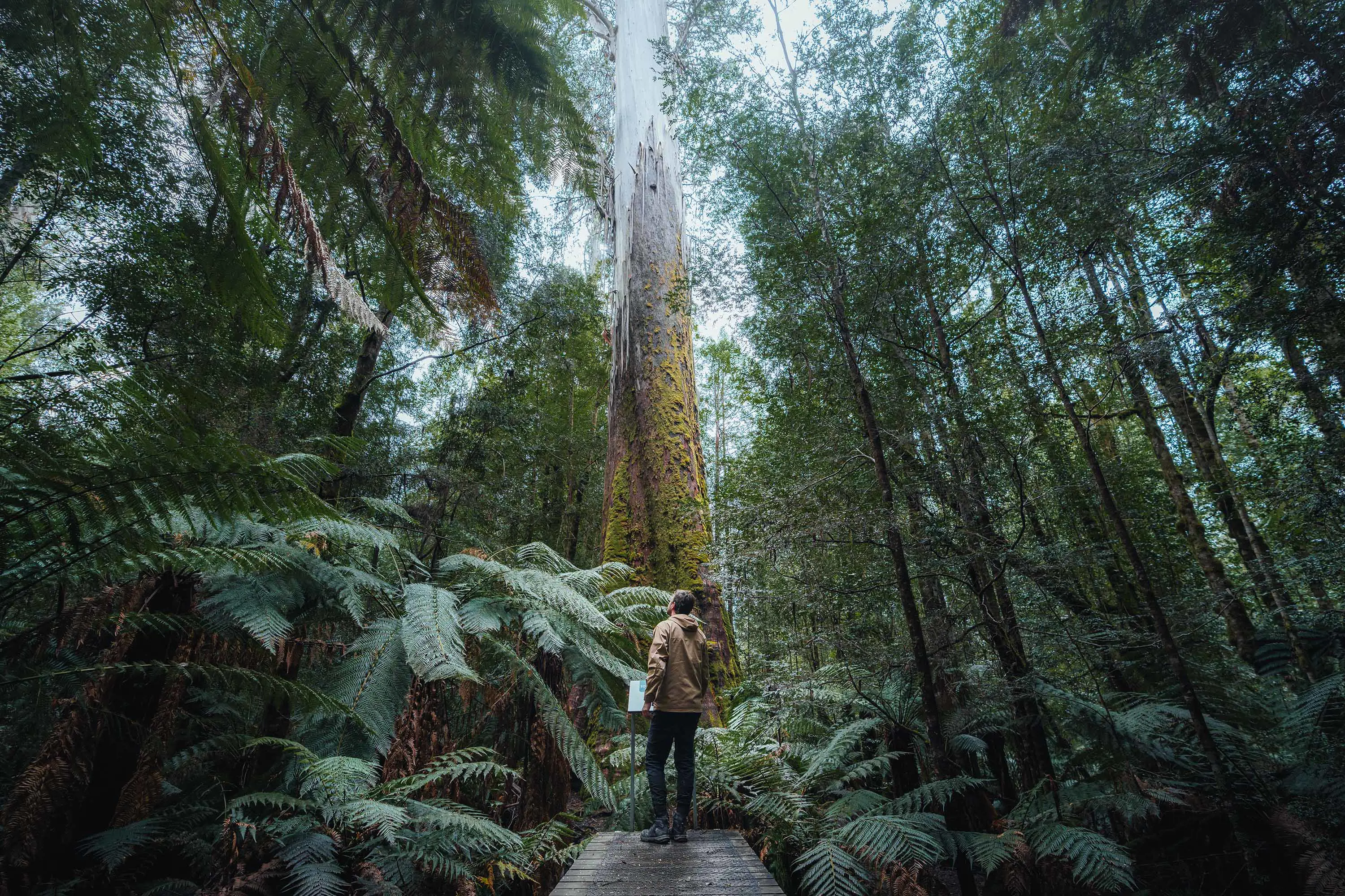 At the end of a boardwalk in a forest, a person stands gazing up at the trunk of a huge tree.