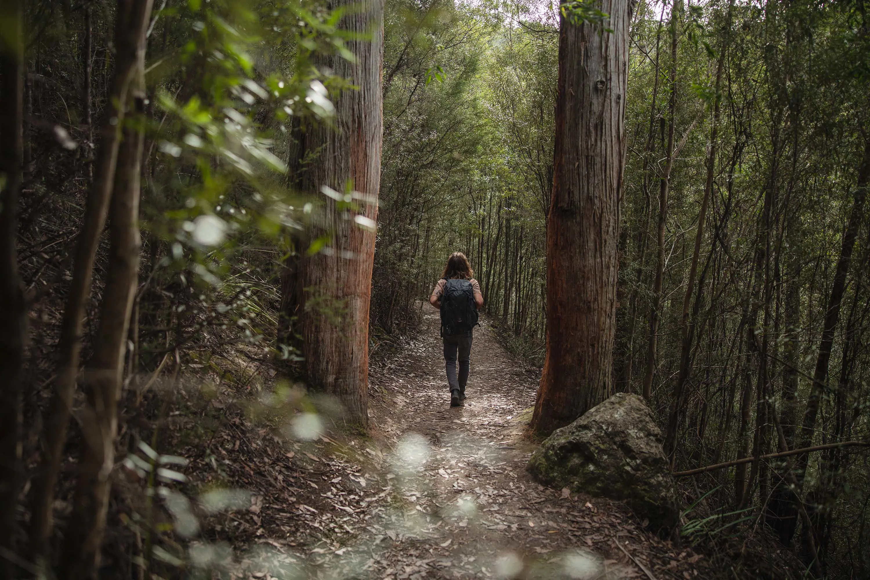 A person wearing a backpack walks along a trail, between tall trees and dense forest.