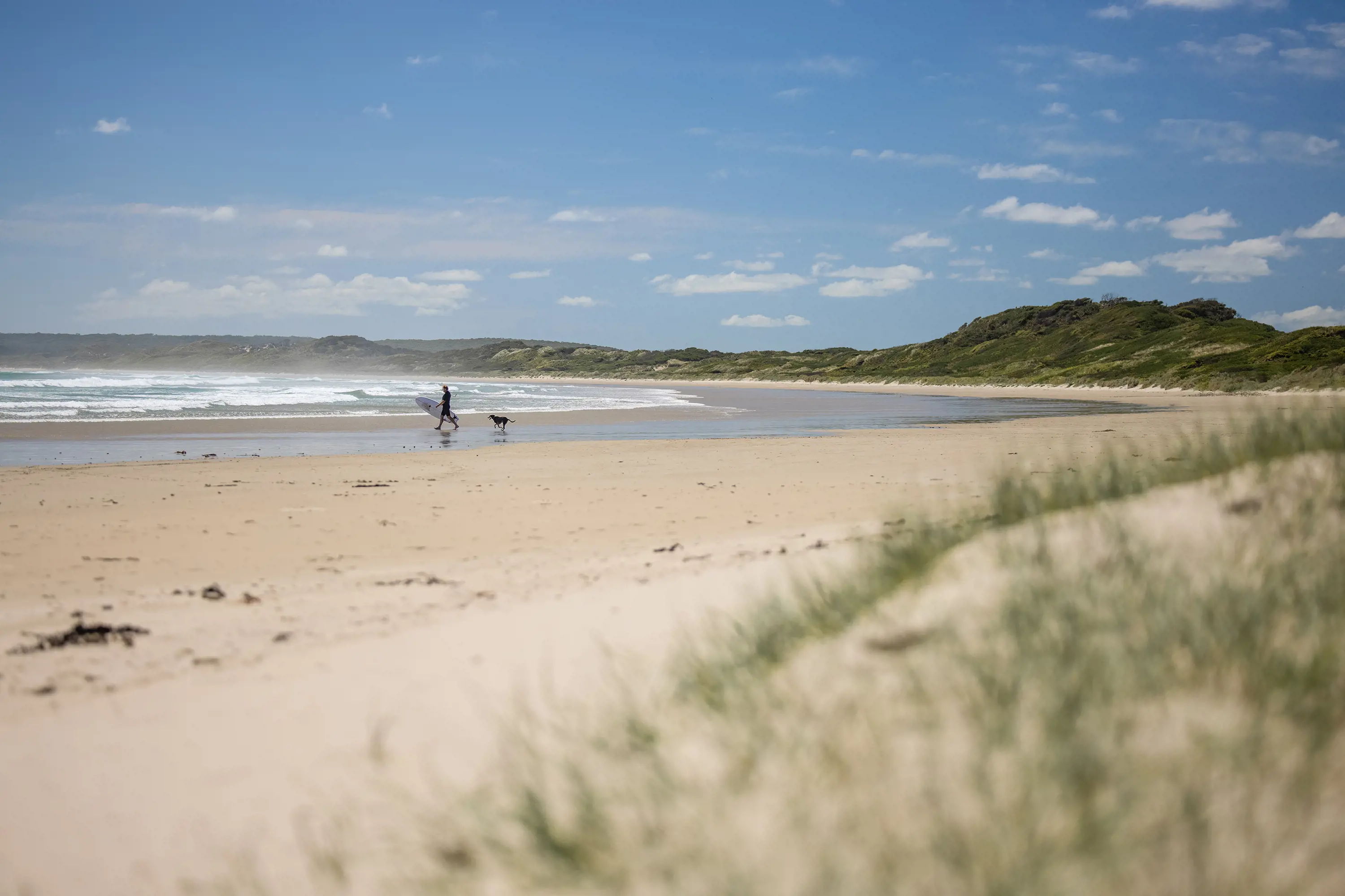 Looking over a sand dune, a person in a wetsuit holding a surfboard walks along the beach with a dog.