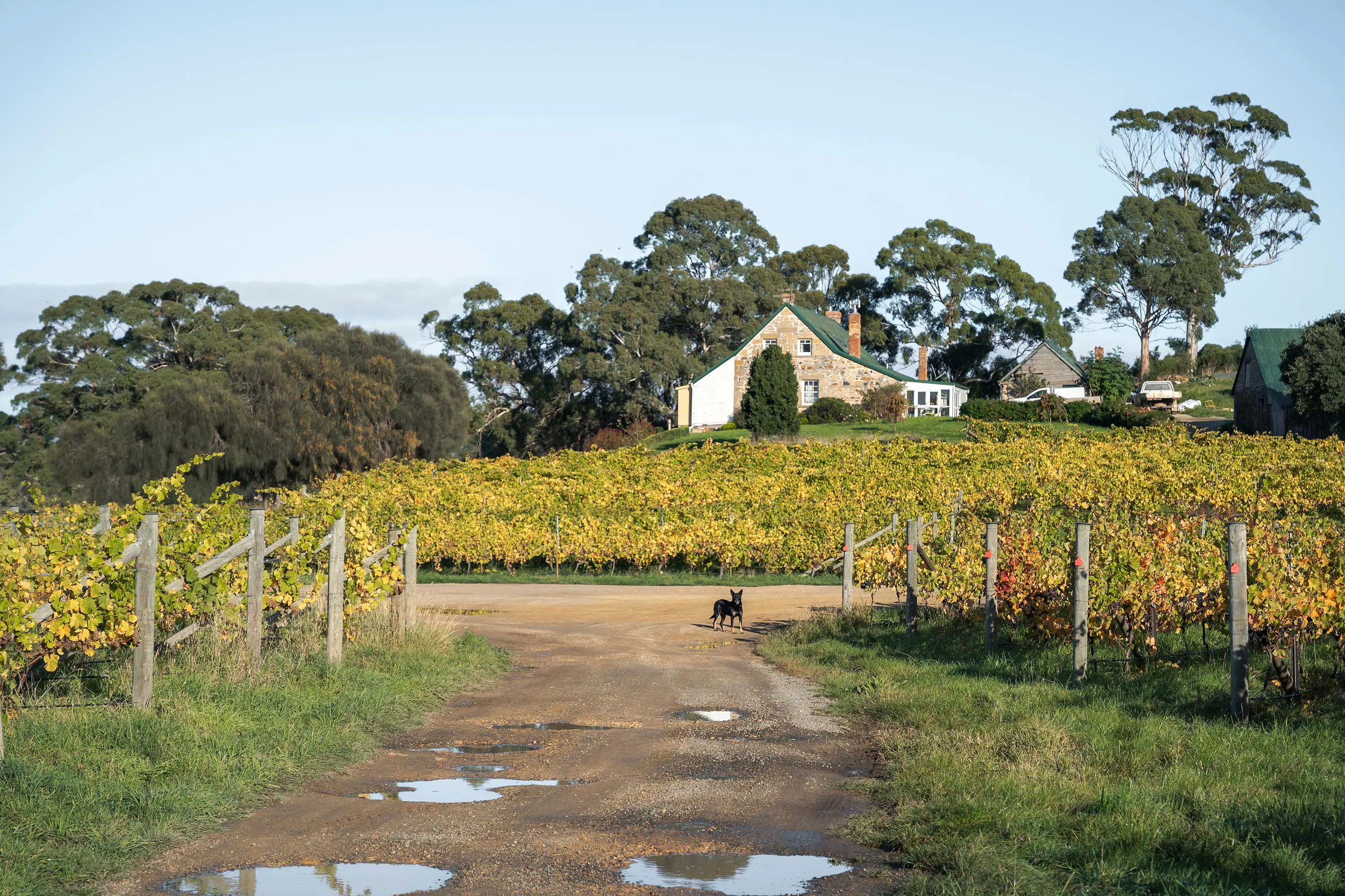 A dog stands on a gravel road leading into a vineyard. The vines are shades of yellow, green and red.