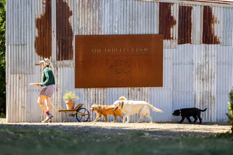 A woman carrying a platter walks outside a corrugated-iron building with three dogs following behind her.