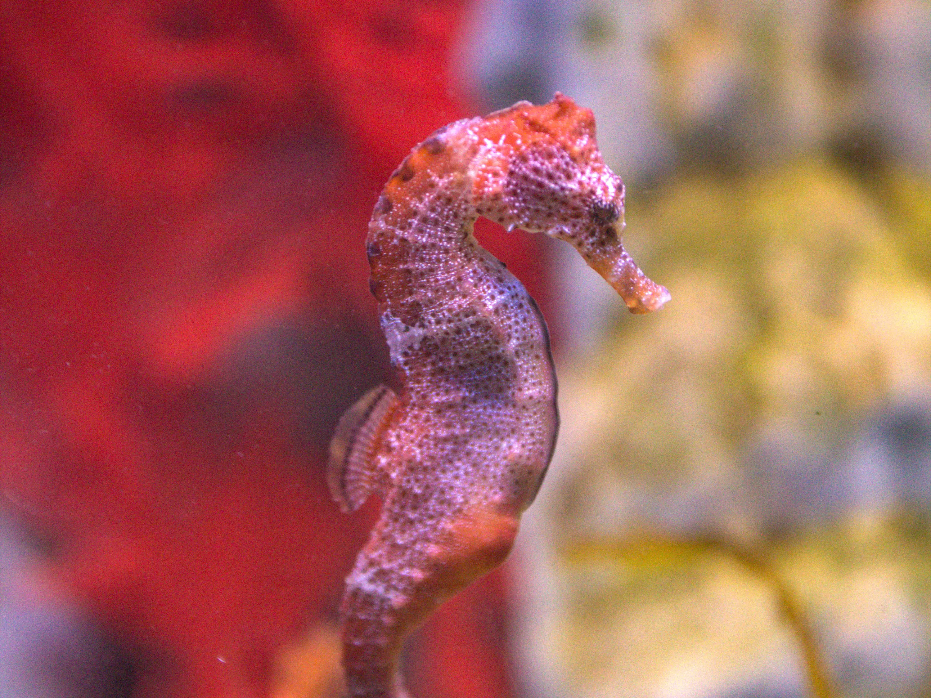 A red, pink and white seahorse speckled with dark spots floating in the water of a fish tank.