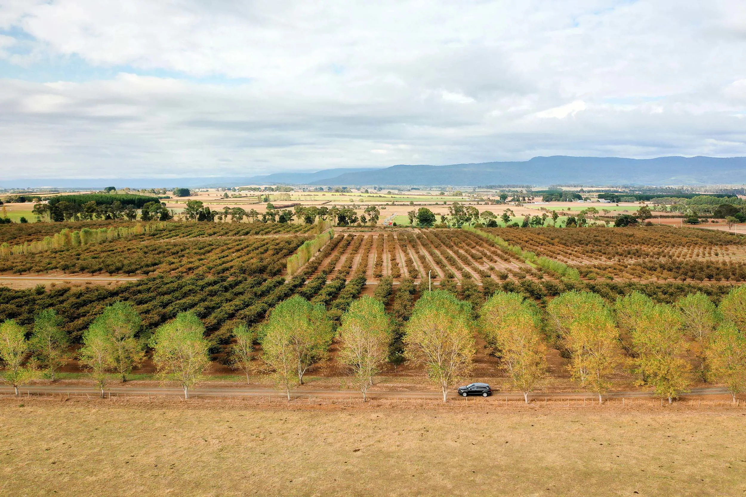 Rows and rows of small shrubs on a farm. A car drives along a red dirt road running the length of the fields, lined with green trees.