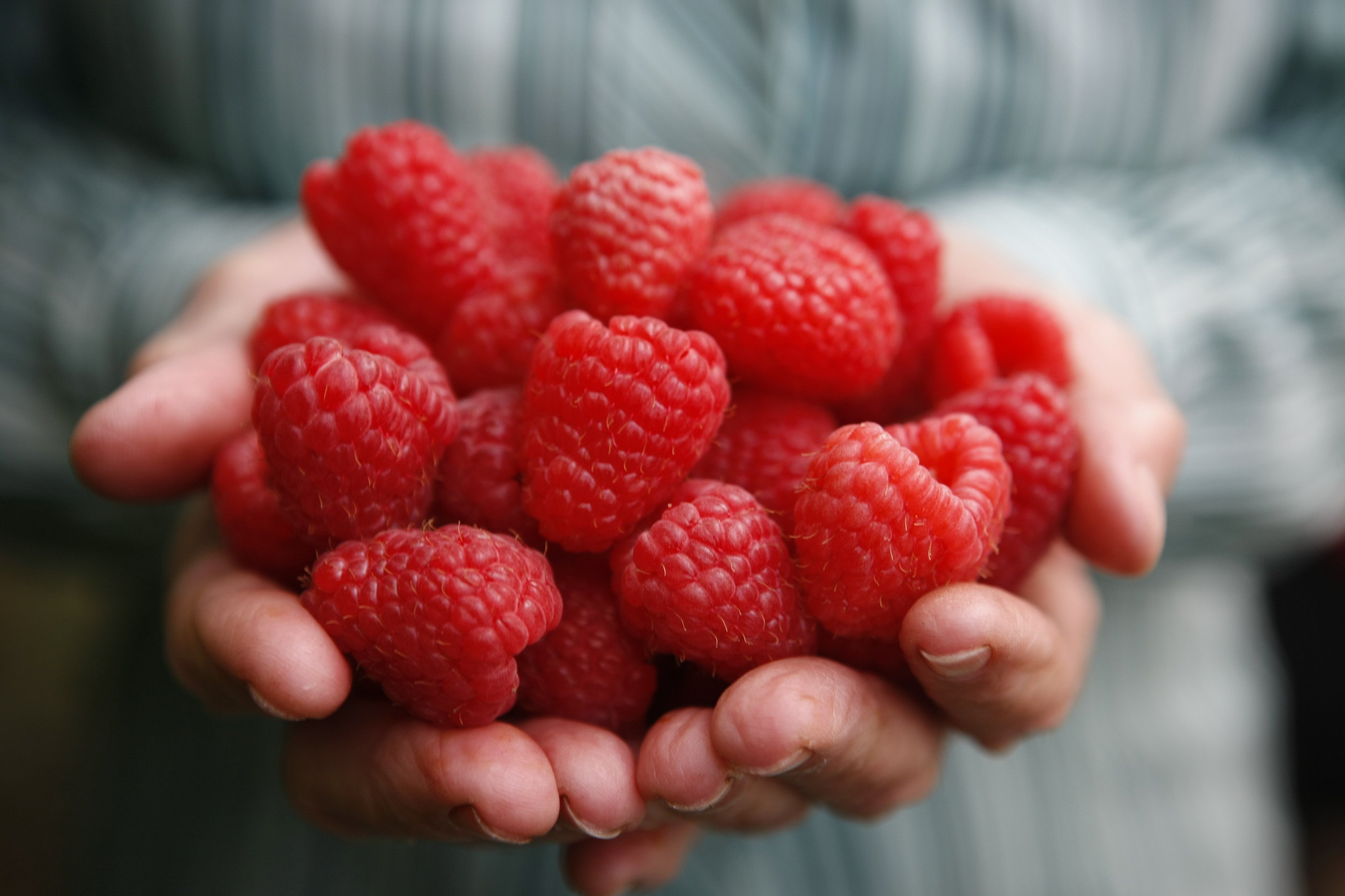 Close up of raspberries in hands at Christmas Hills Raspberry Farm Cafe.