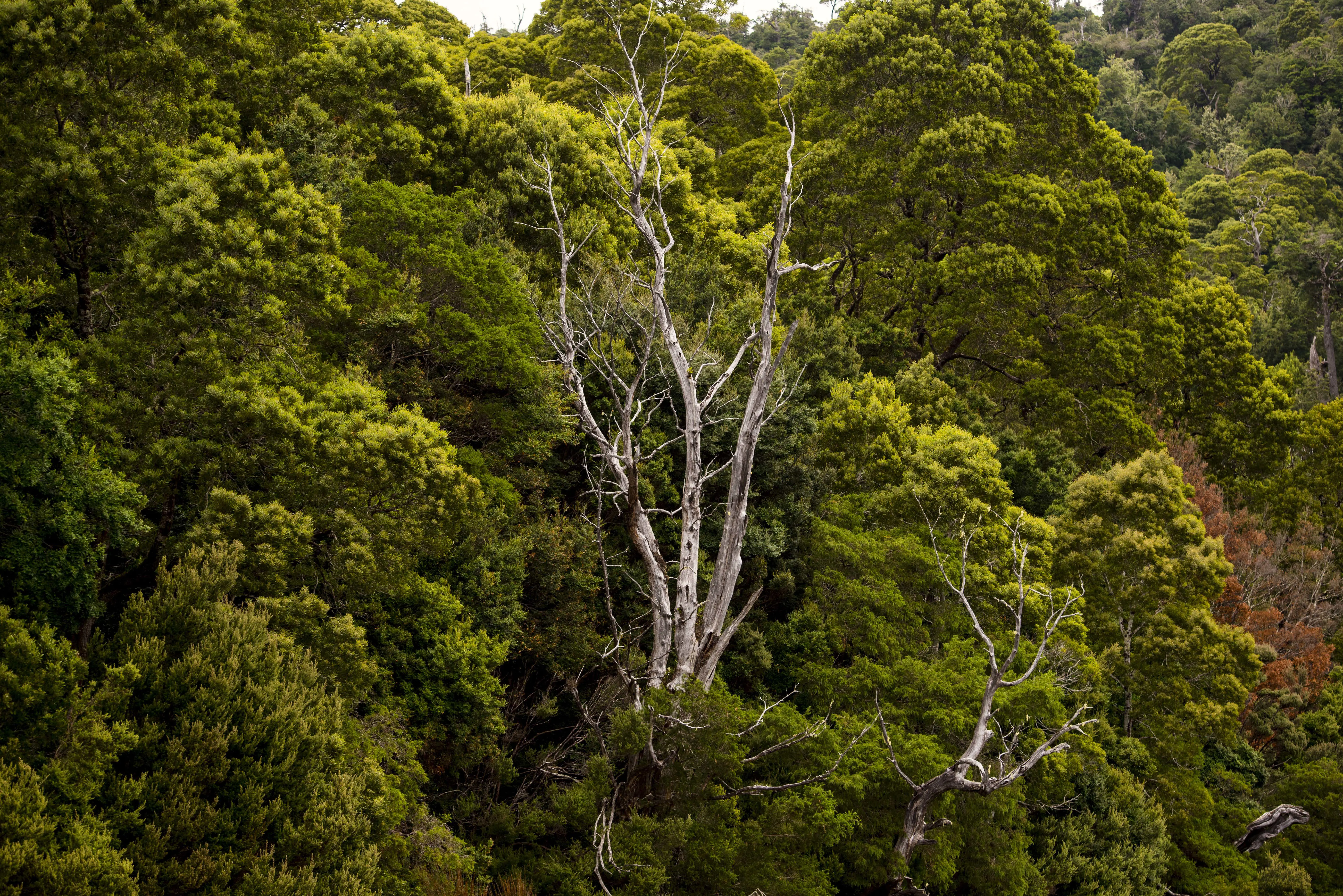 An aerial photograph of dense forest with a large grey-barked tree branch extended above tall canopy.