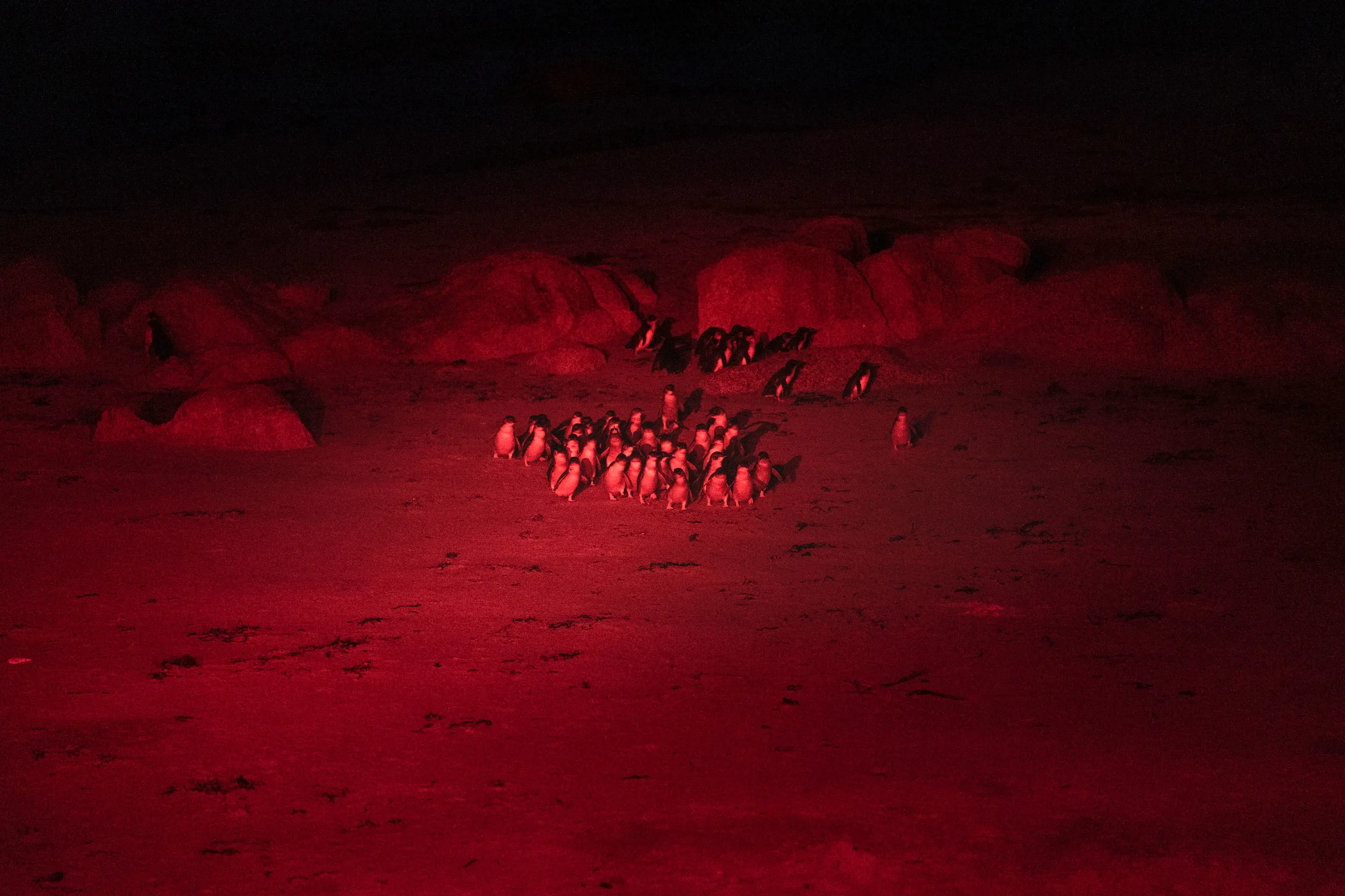 Bathed in a red light, a large group of little penguins huddle together on a wide beach.