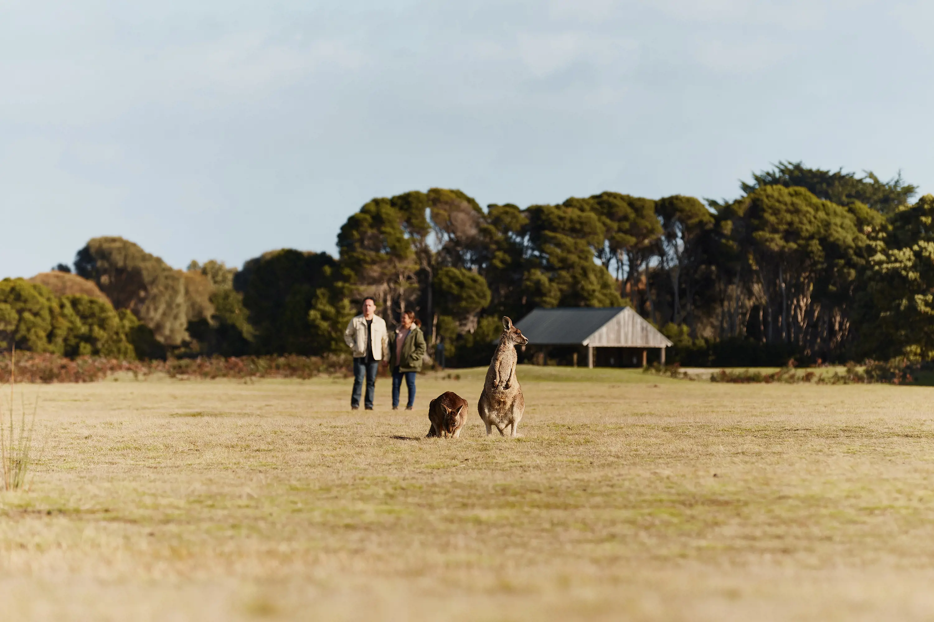 On a wide open grass field, two people stand watching two kangaroos grazing.