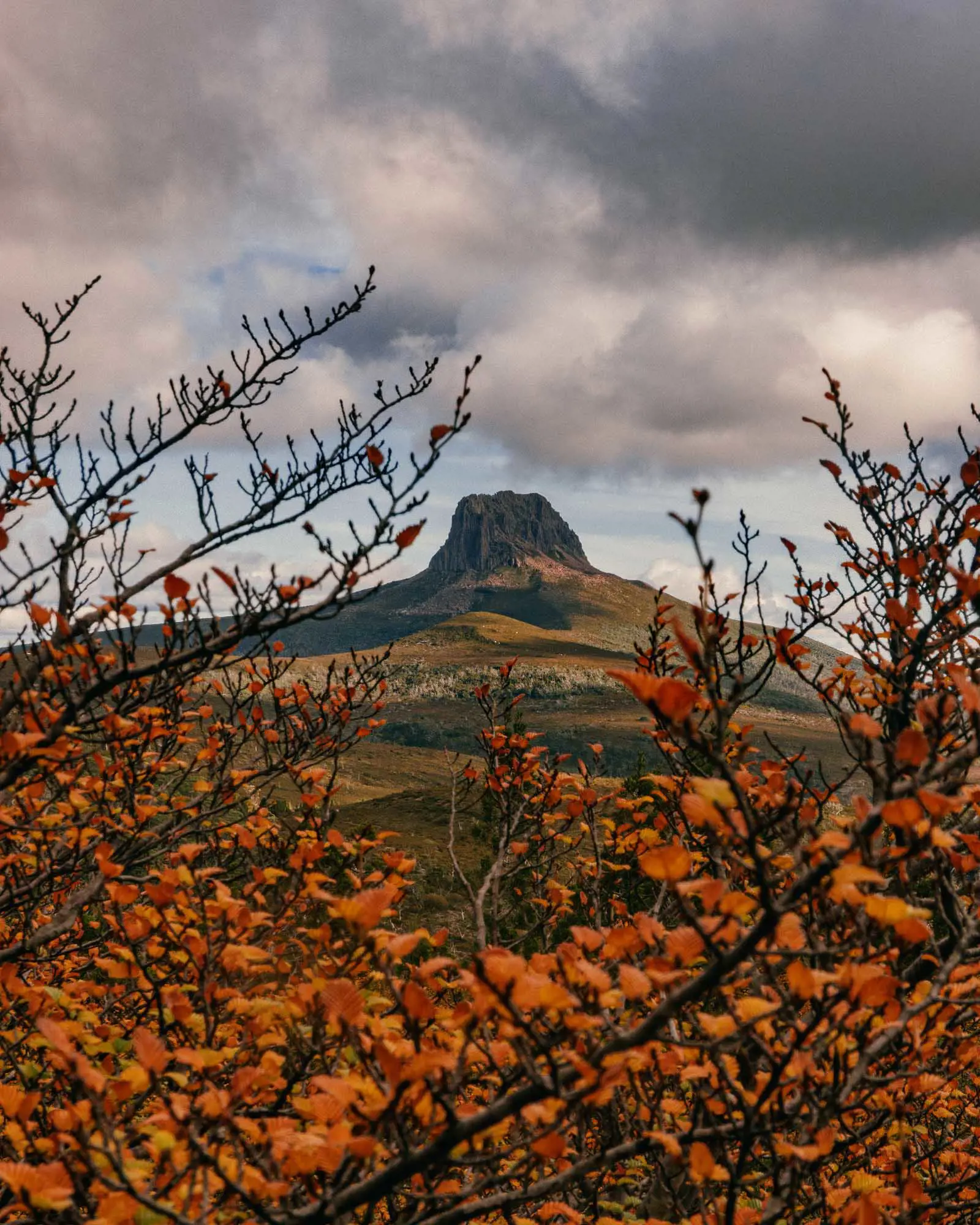 Bright orange leaves on a fagus tree partially obscure the view of a rocky, flat-topped mountain in the distance,