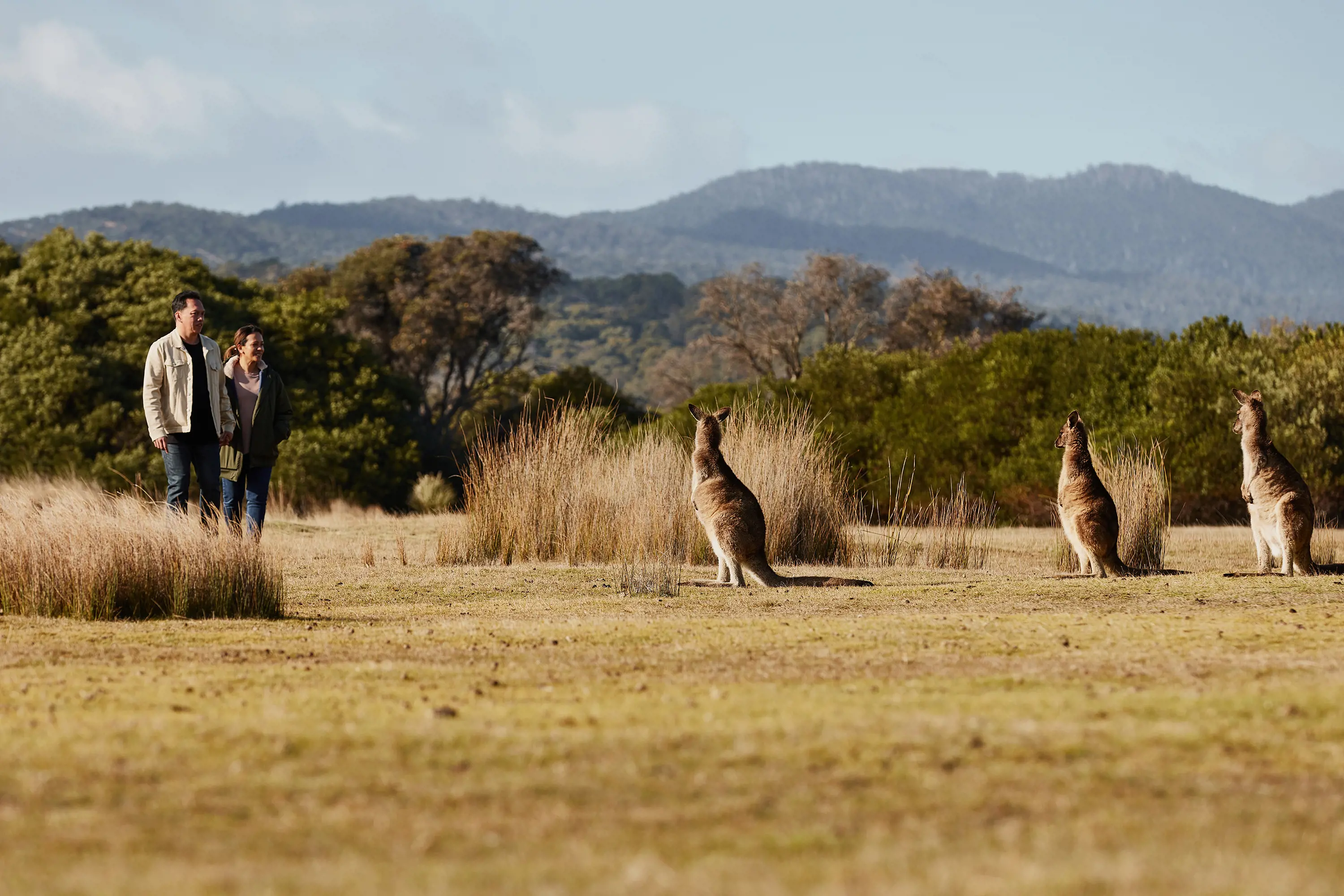 Two people stand a short distance away from three wallabies, who are looking straight at them.