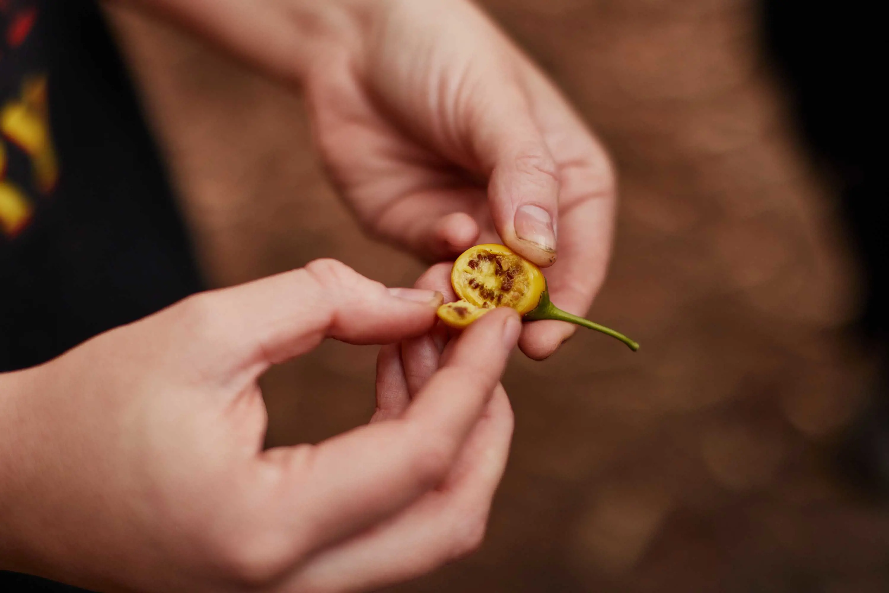 Photograph of hands carefully splitting open a small, yellow fruit filled with brown seeds.