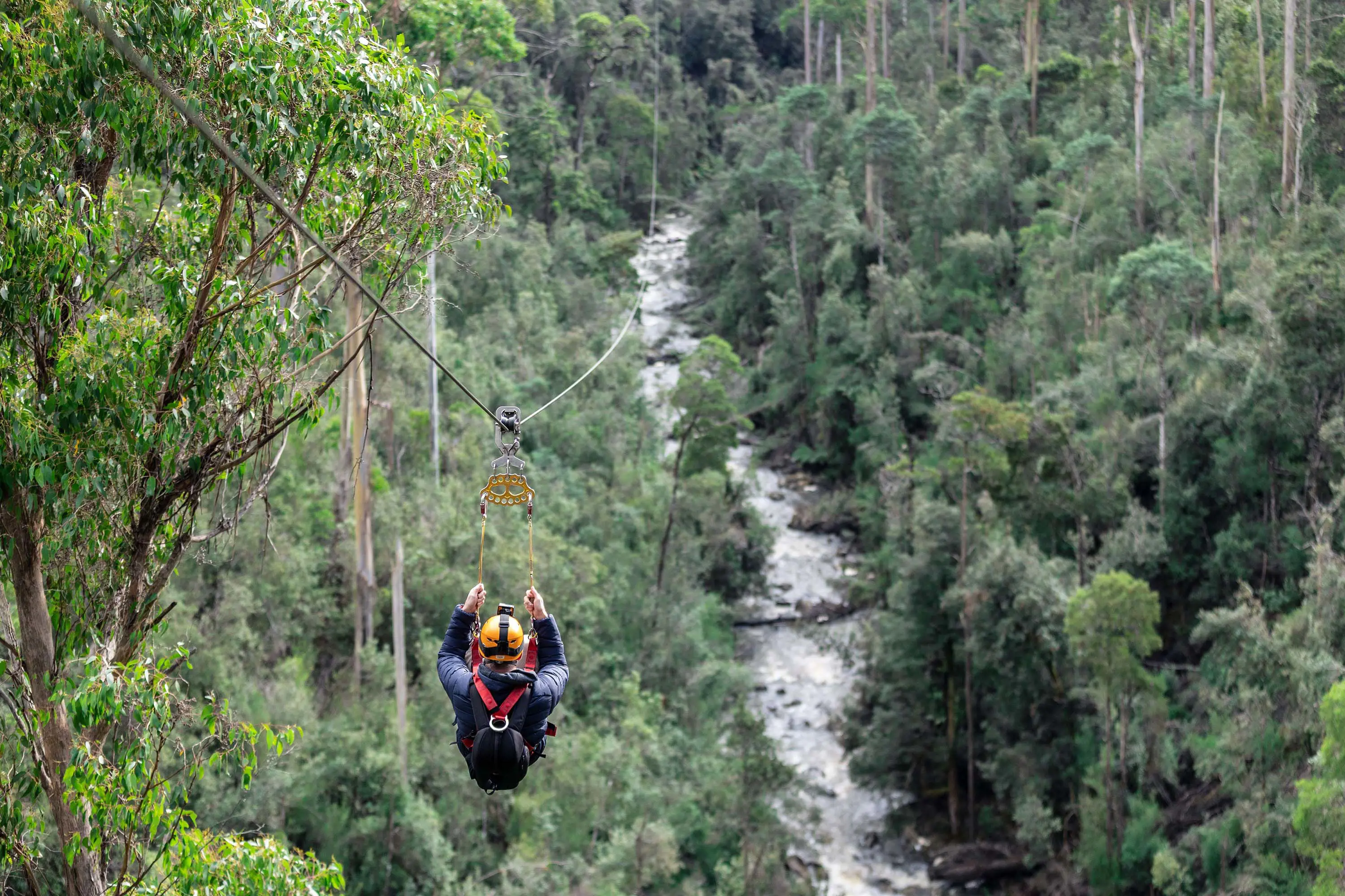 A person ziplining down, over dense bush running either side of a rapidly flowing river.