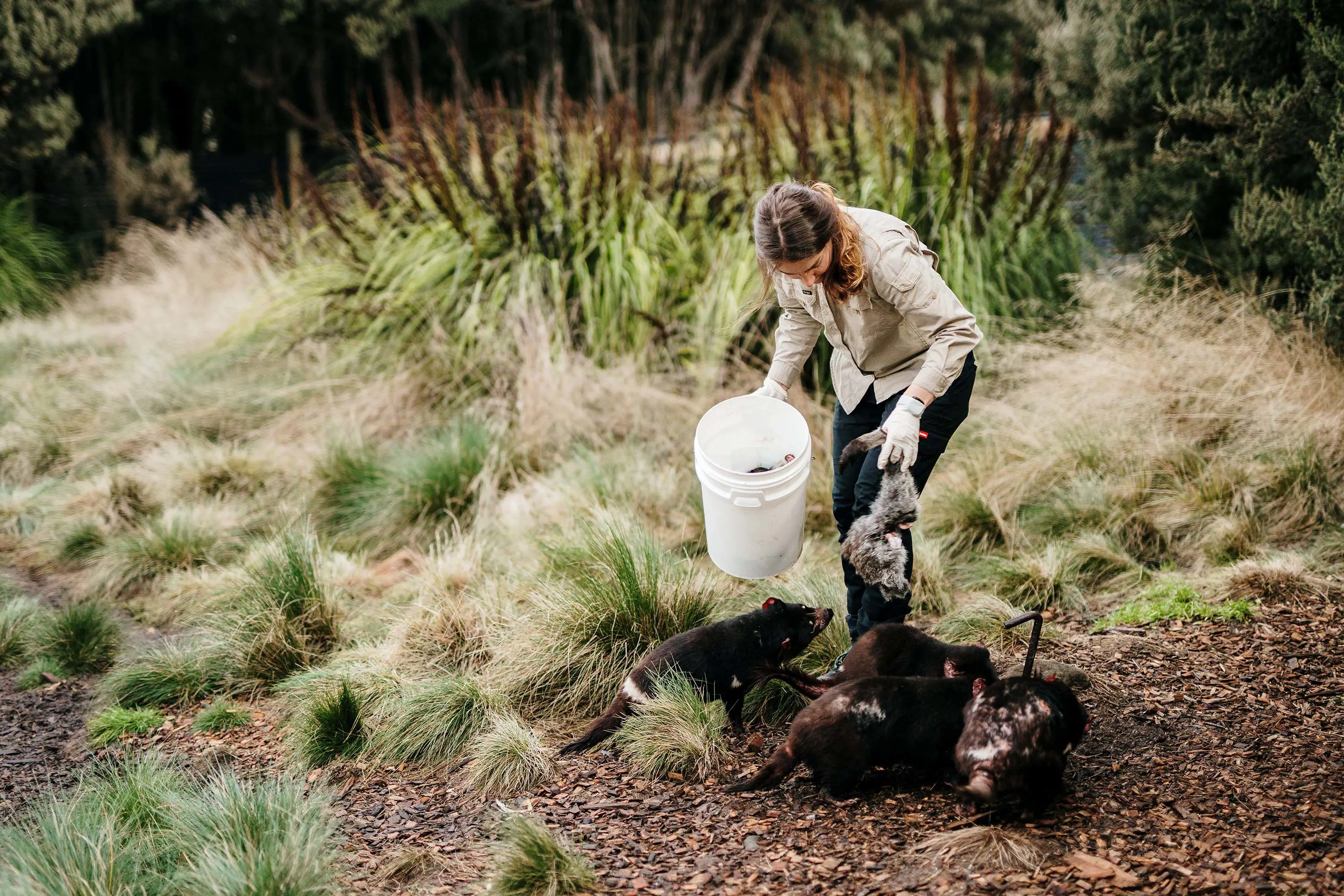 A person pulls pieces of animal meat from a white bucket to feed several Tasmanian devils crowding around her feet.