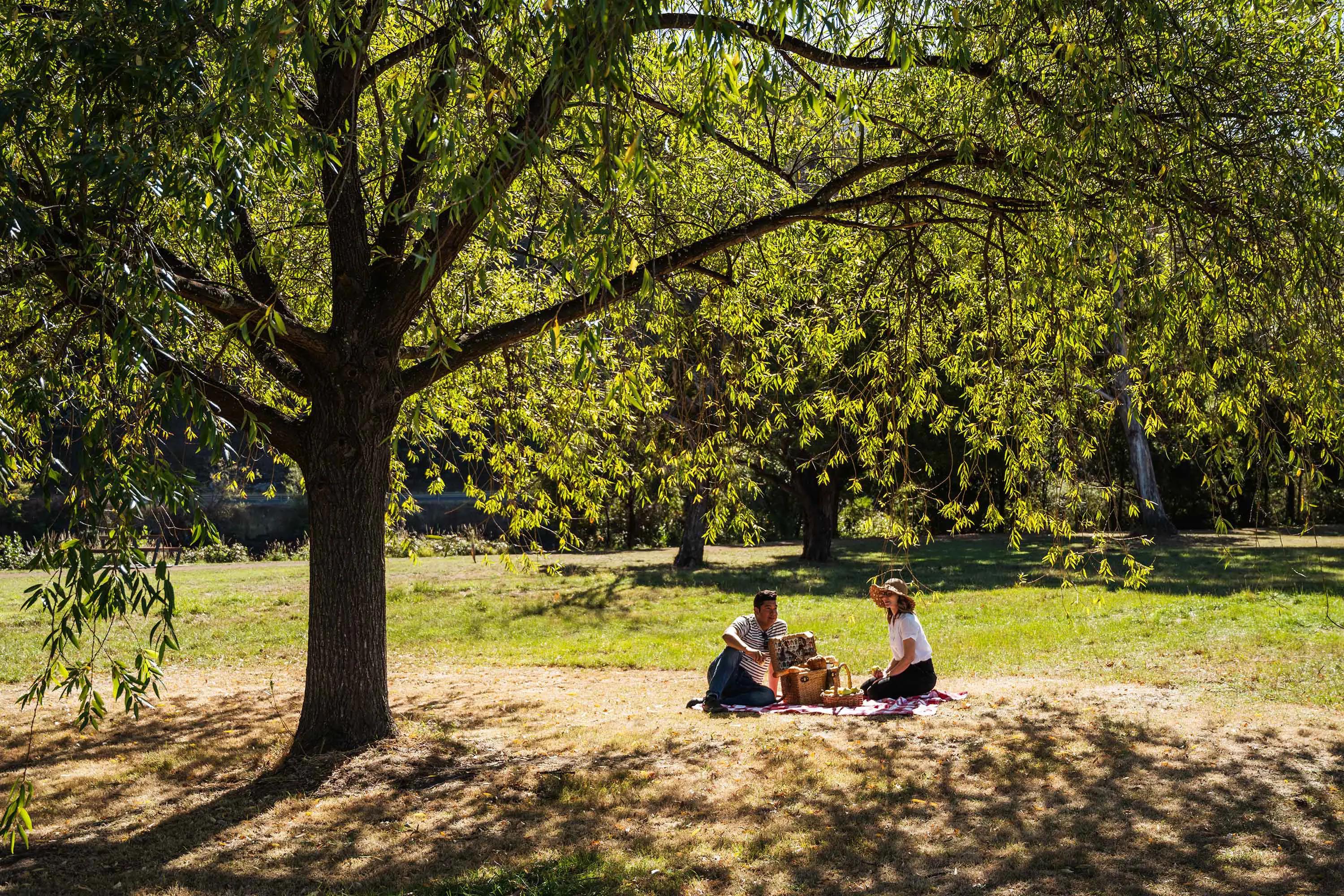 A family picnic on the grass under a wide shady tree, with dappled sunlight filtering through the leaves.