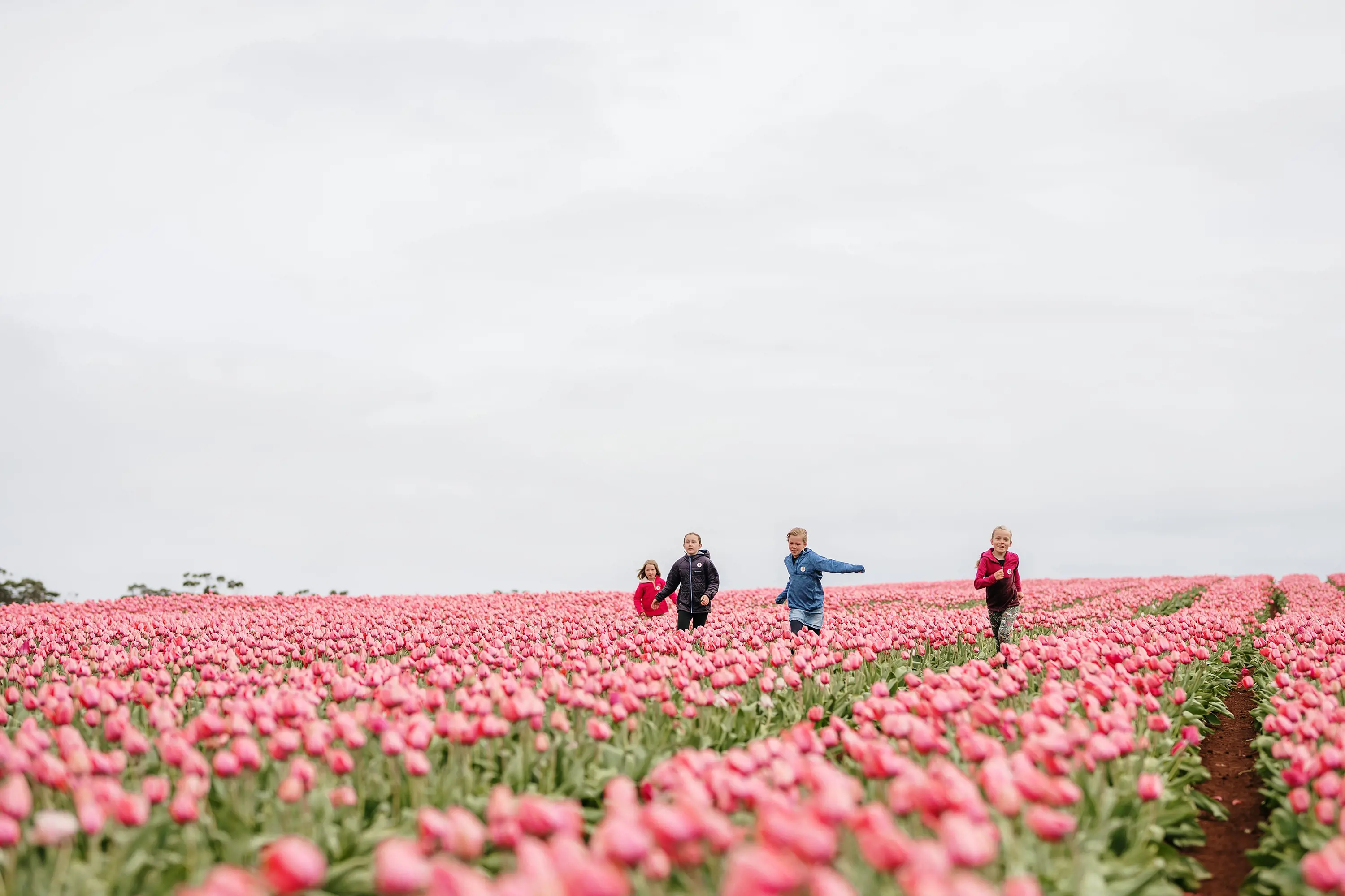 Four children run through a wide field with endless rows of blooming pink tulips. The sky overhead is monotone grey, causing a stark contrast through the image.