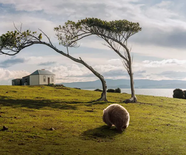 A wombat's guide to Tasmania