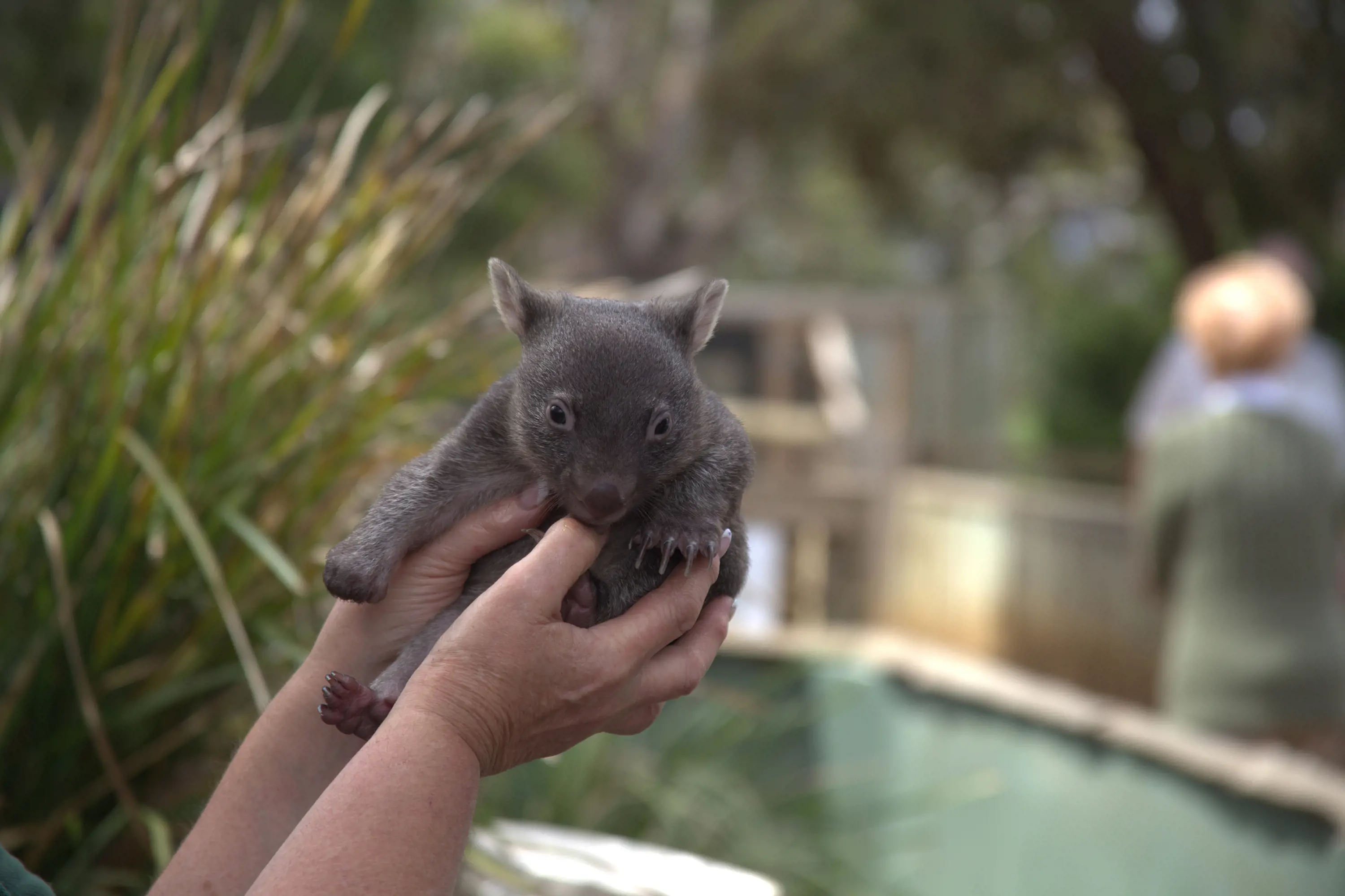 A person holds up a tiny baby wombat, not much bigger than the person's hands.