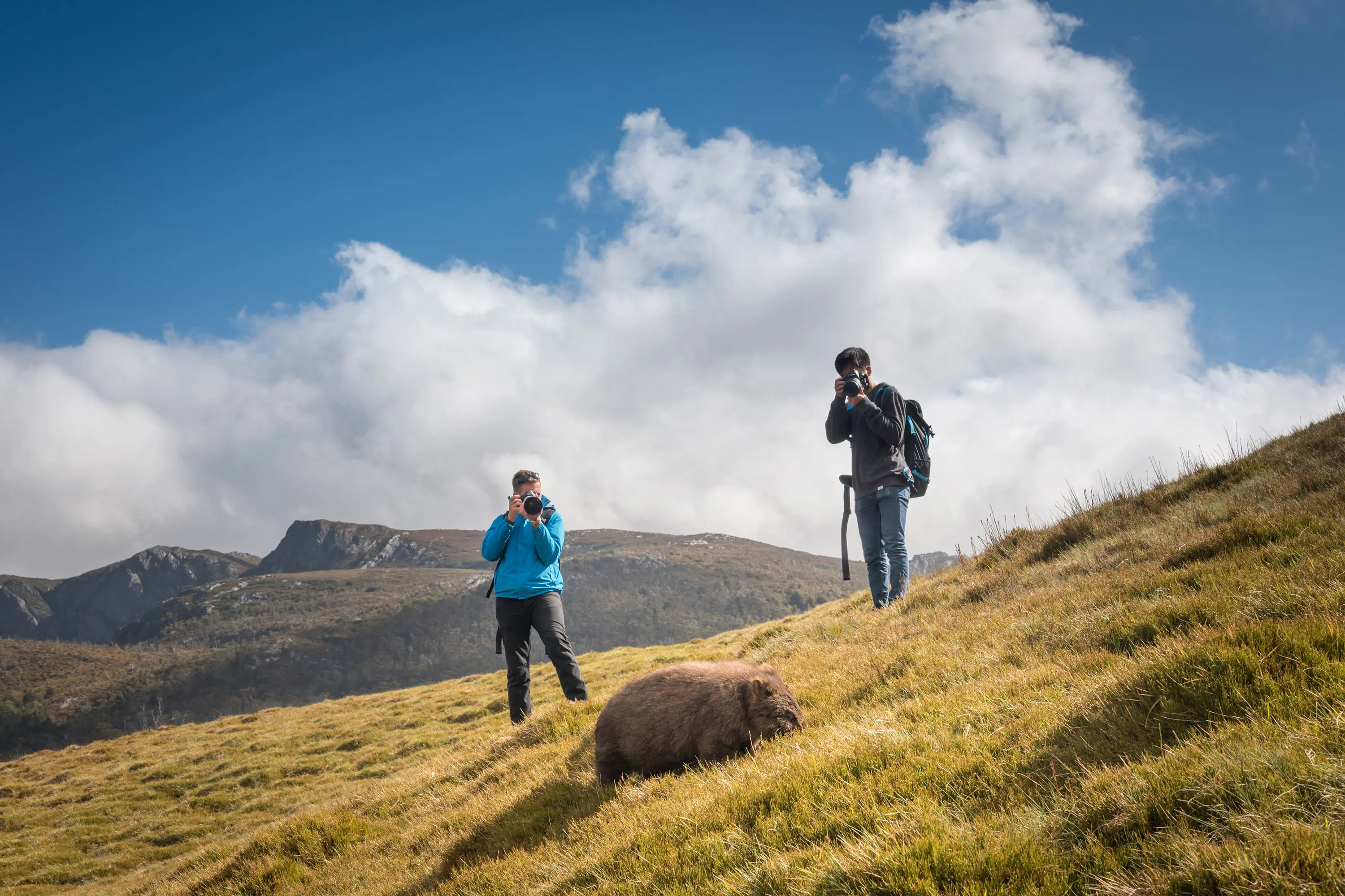 Two people in hiking gear holding cameras stand on a grassy hillside a few metres from a wombat.