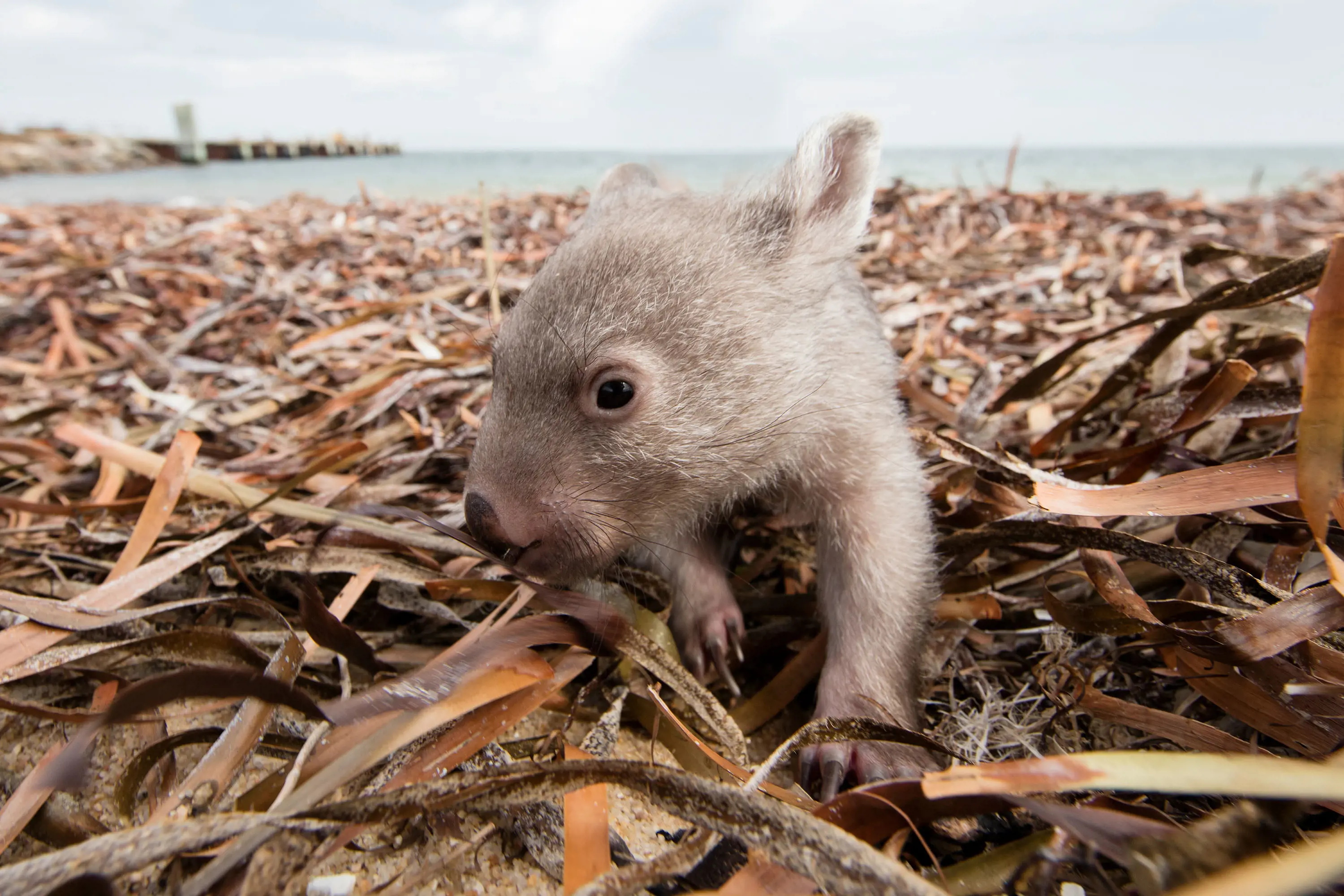 A light brown baby wombat crawls among piles of dried sandy kelp.