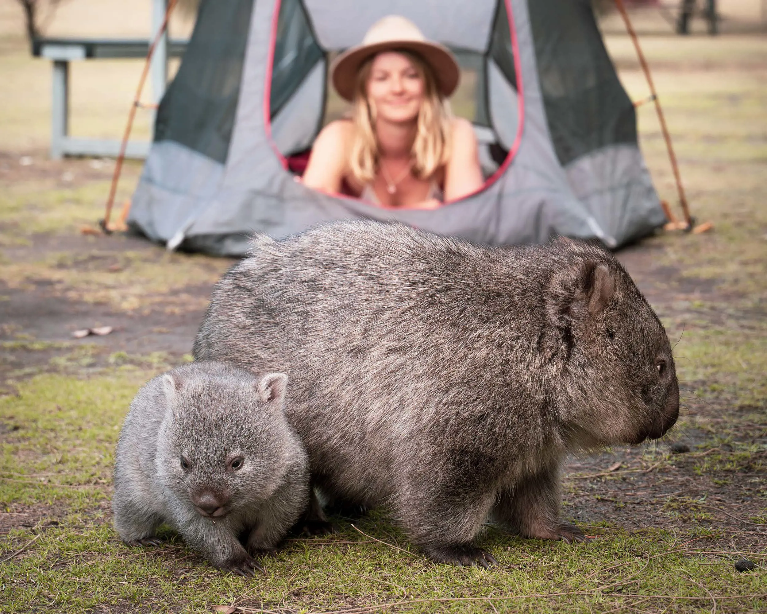 A baby wombat sticks close to its mother, in front of a woman lying inside a tent, watching through the open door.