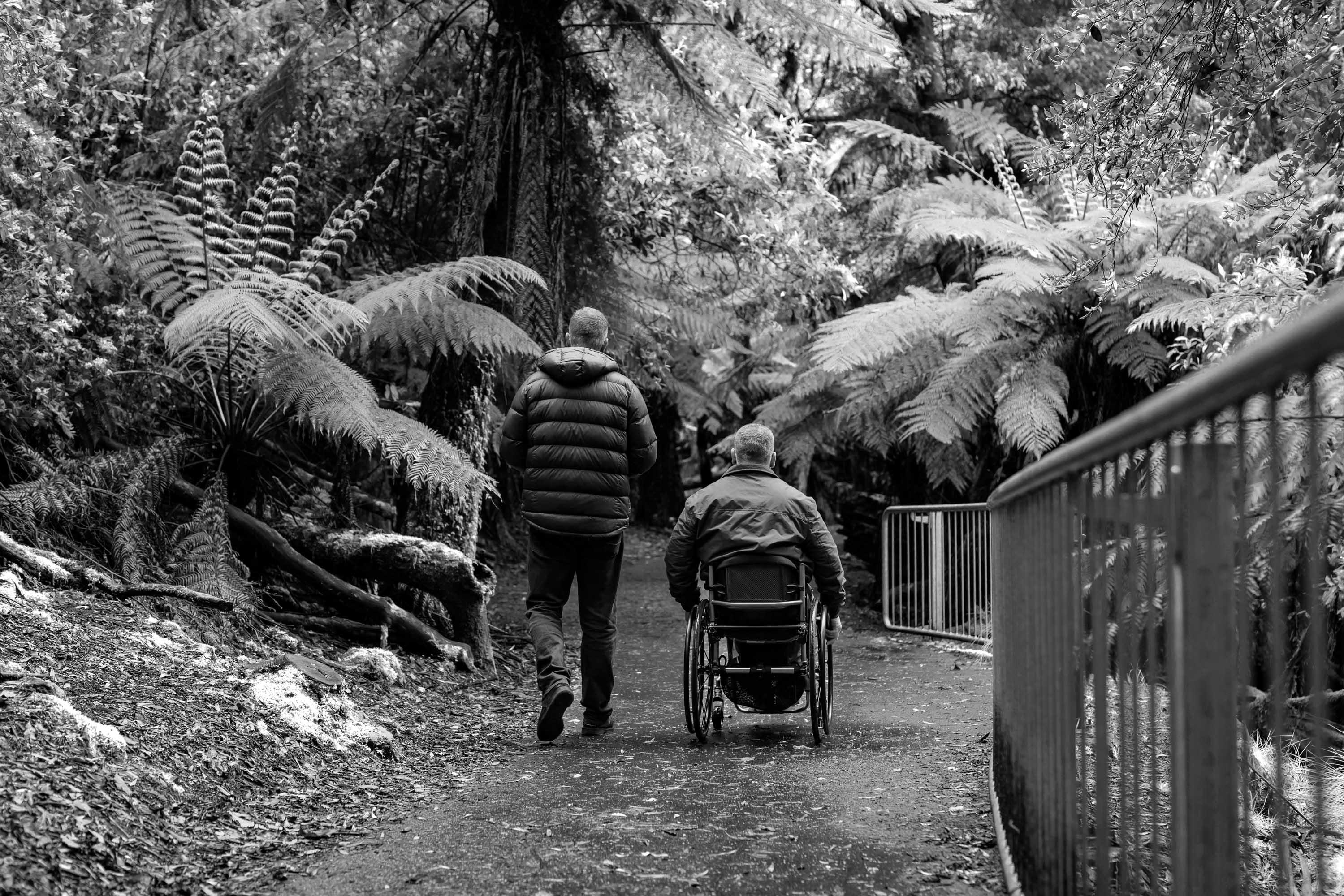 Two men, one in a jacket another in a wheelchair travel along a pathway with handrails and large ferns in dense forest.