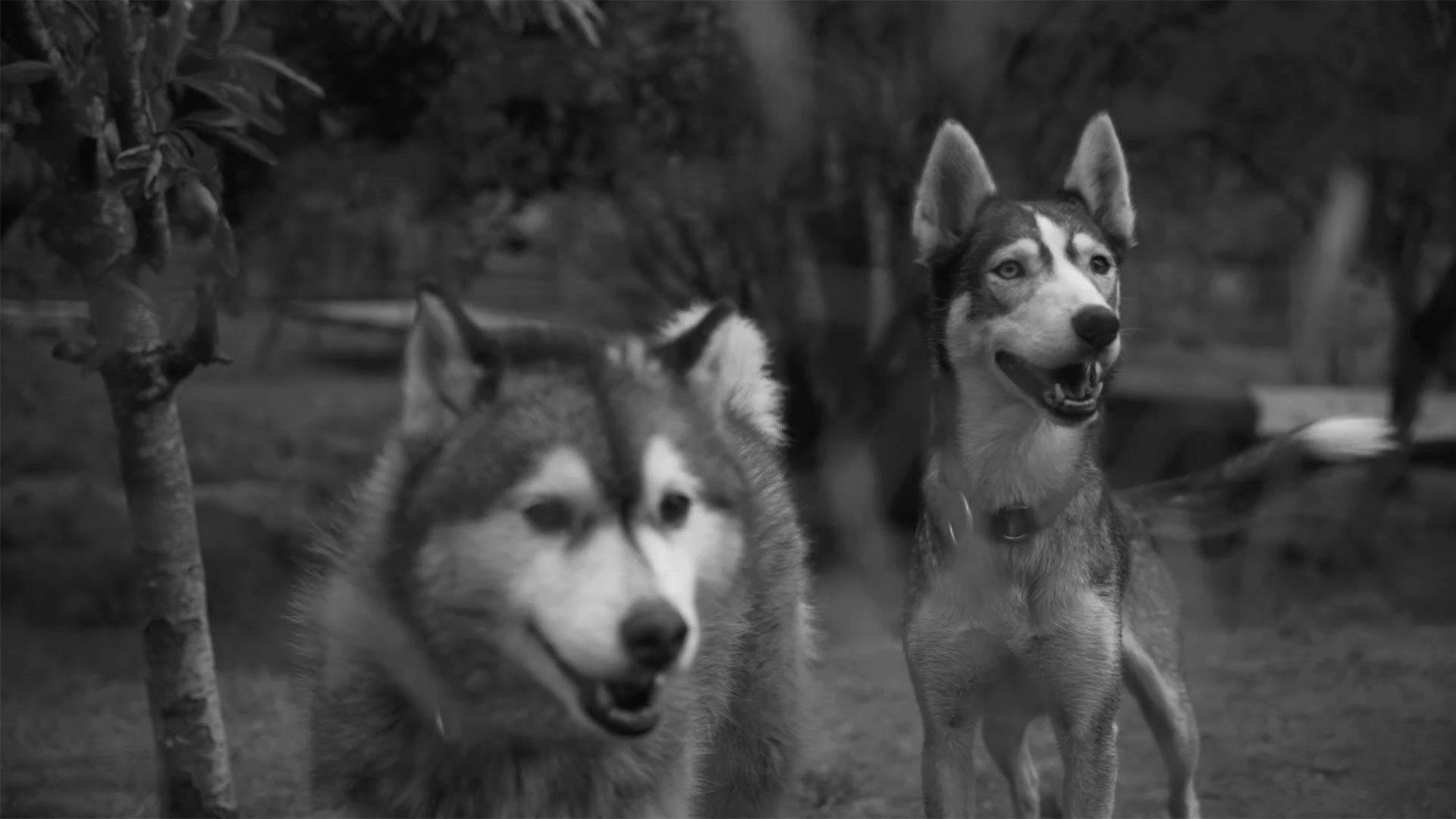 Two husky dogs stand in a grassy inclosure.