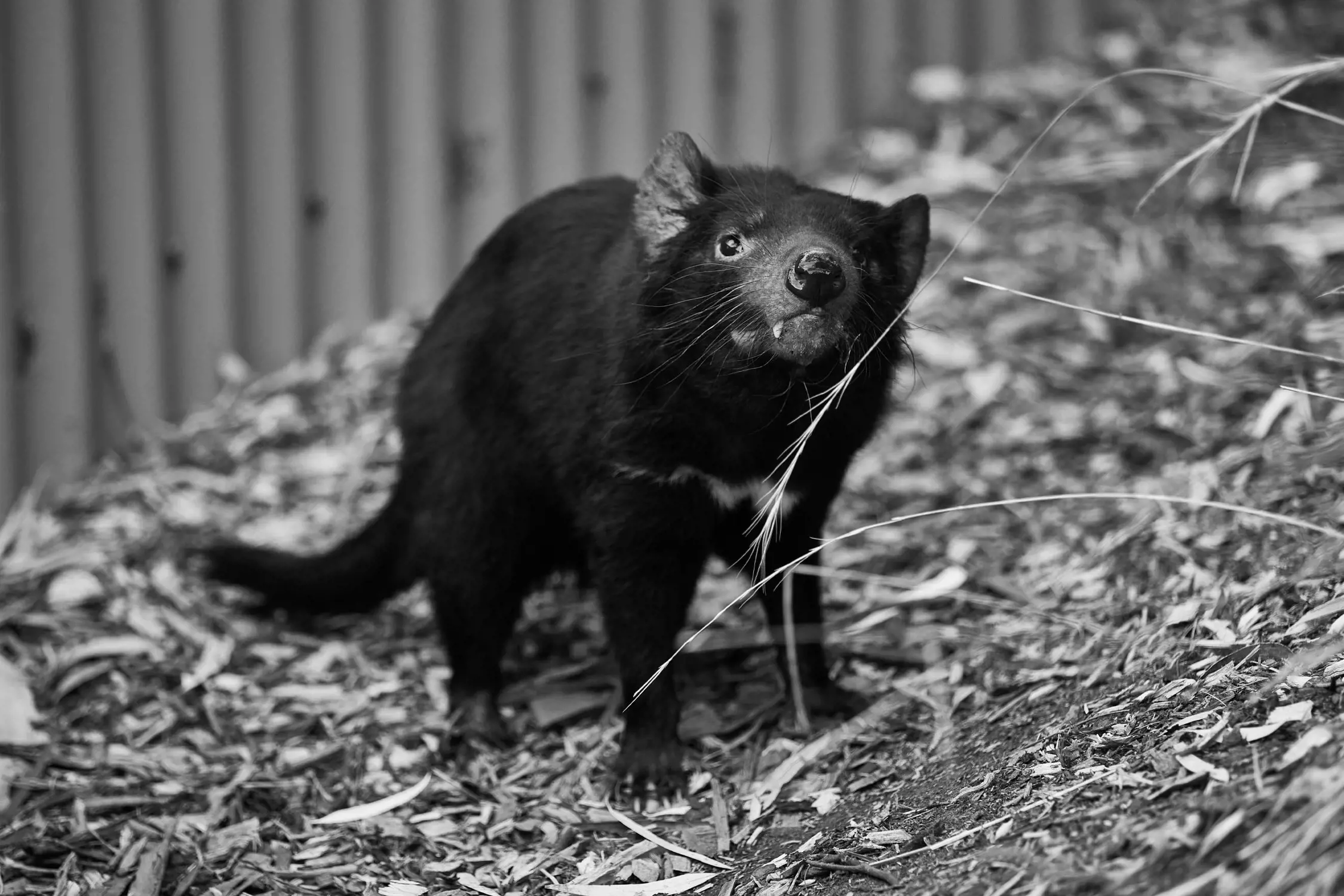 A Tasmanian devil, a small black marsupial native to Australia, is standing on a ground covered with bark and leaves. It has a muscular build, round ears, and sharp teeth visible as it gazes curiously upwards towards the camera. The scene is outdoors, with a blurred metal fence in the background